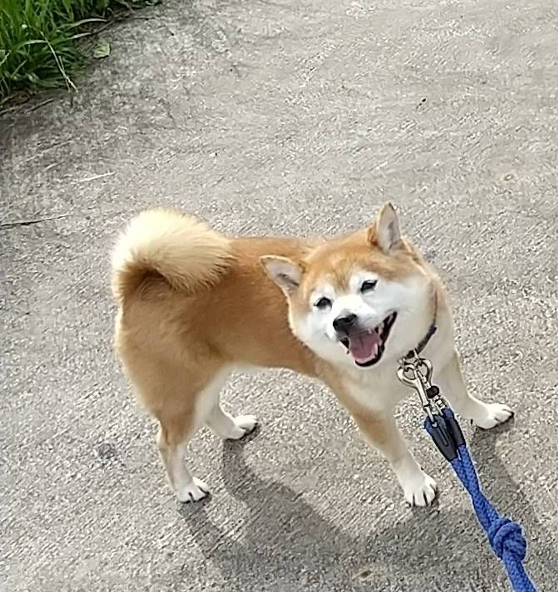 柴犬・オスの里親募集の写真