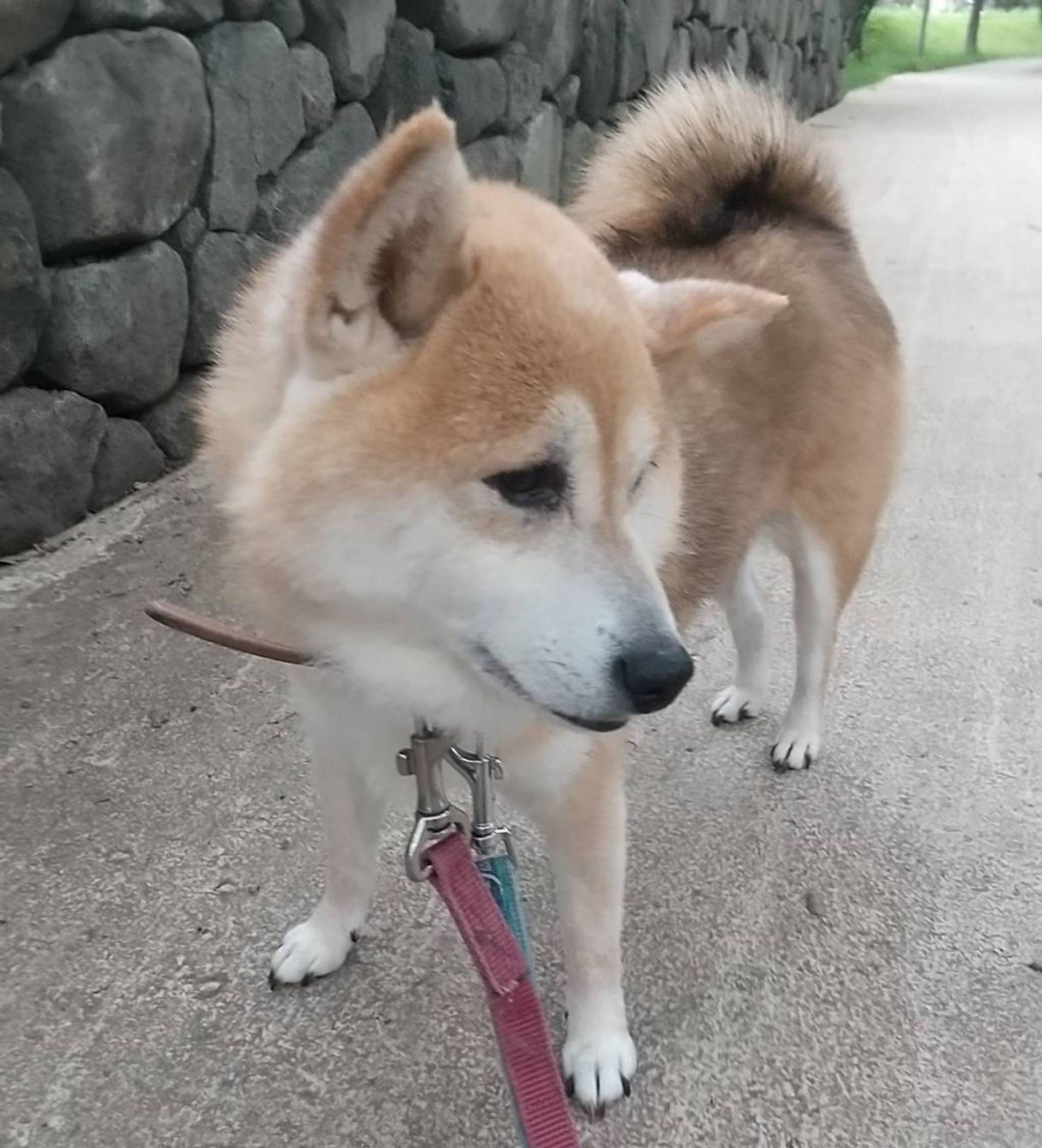 柴犬・メスの里親募集の写真