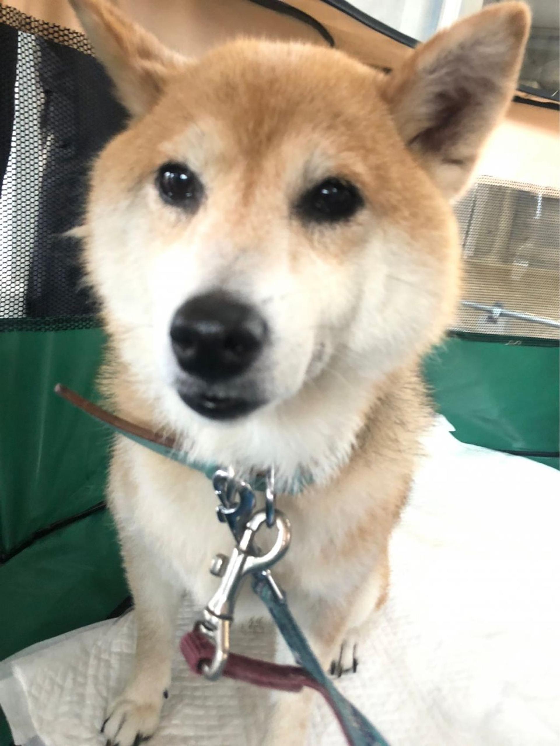 pet-image-2