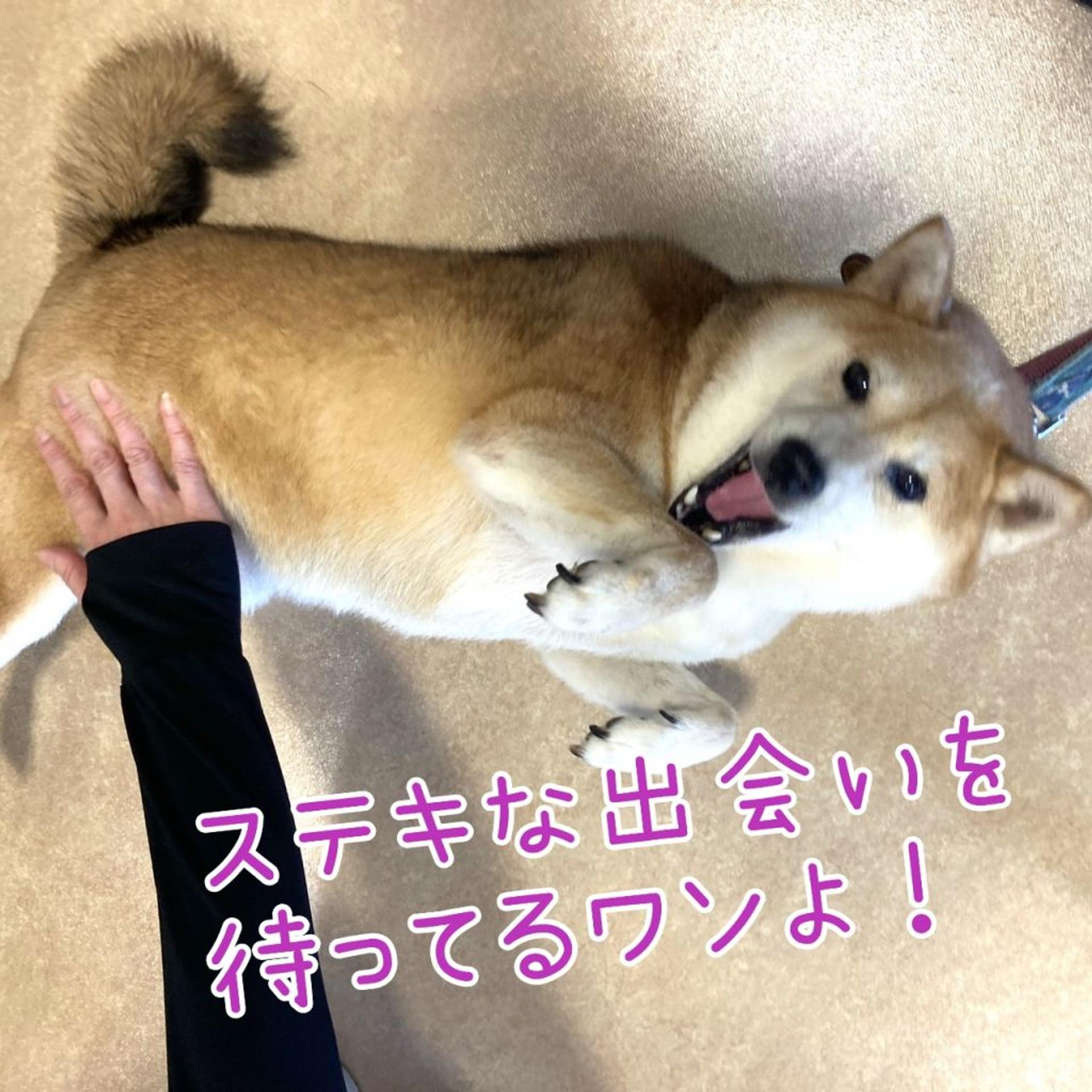pet-image-3
