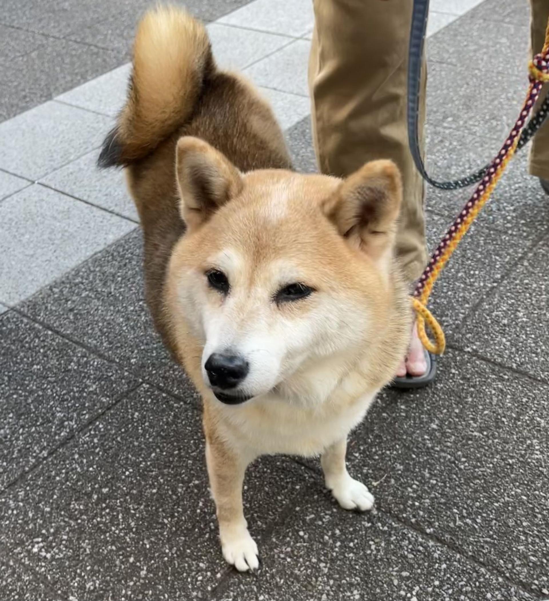 pet-image-5