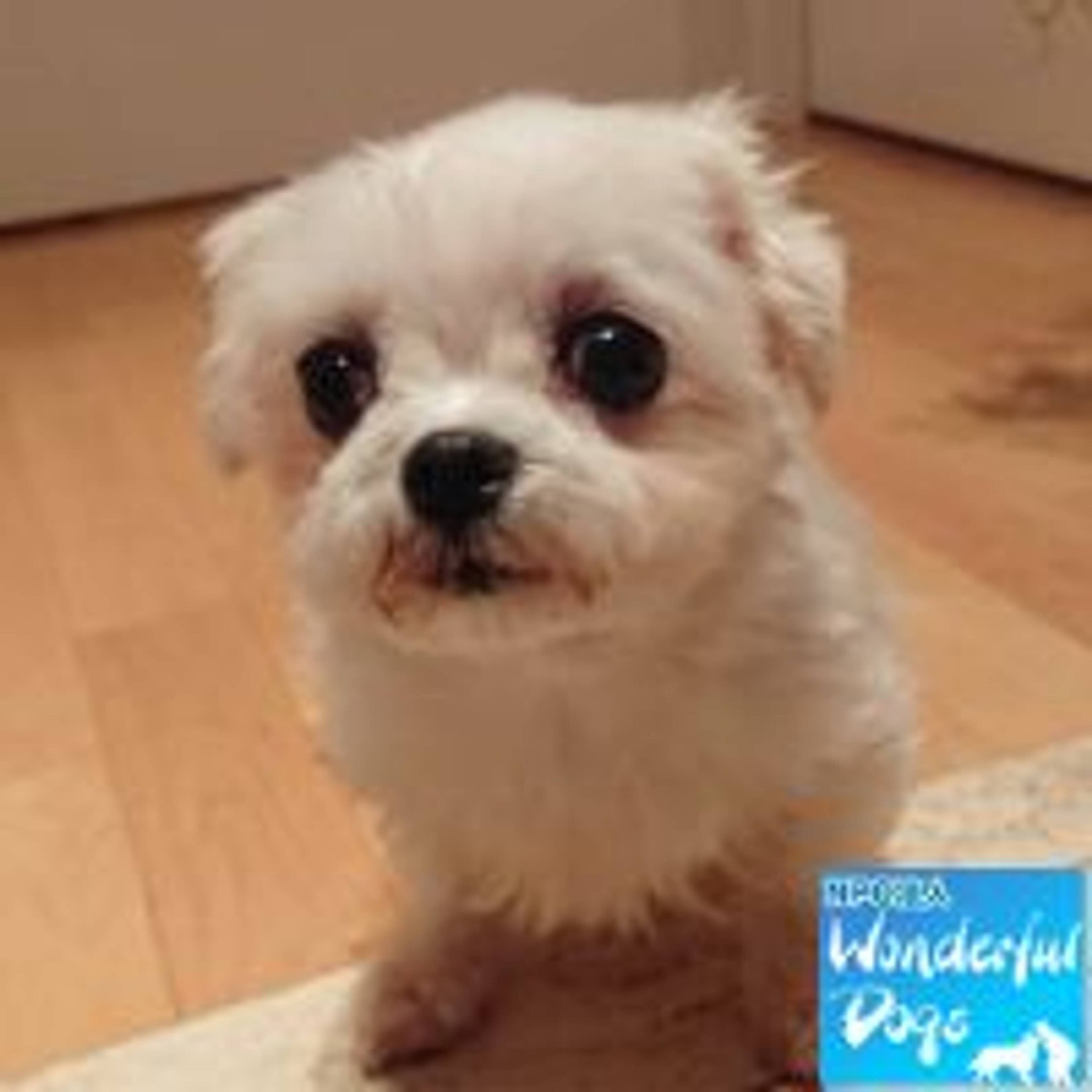 マルチーズ・メスの里親募集の写真