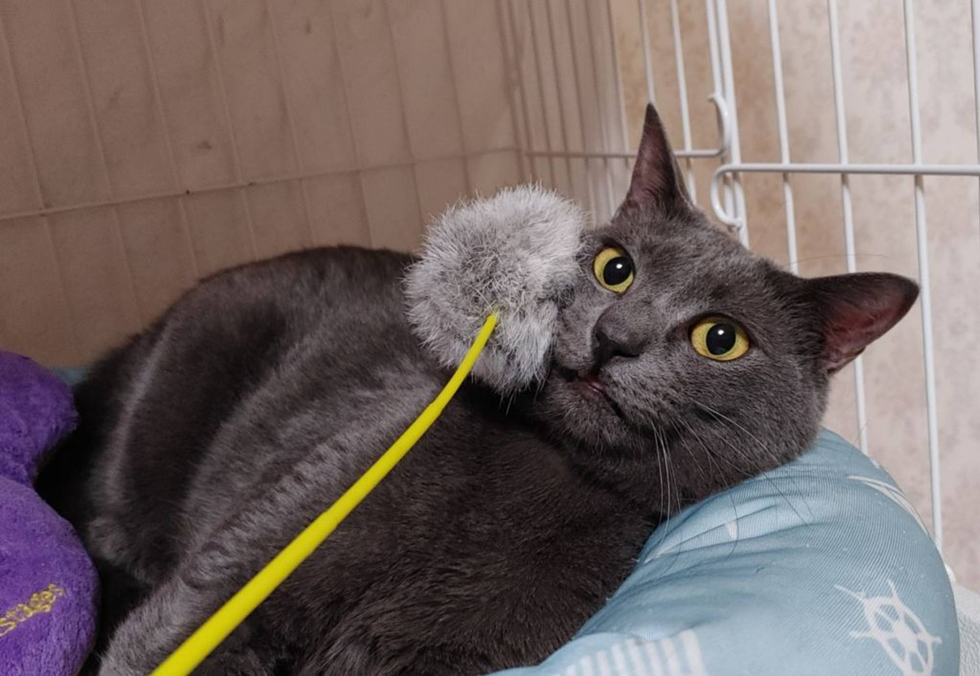 雑種（ミックス猫）・メスの里親募集の写真