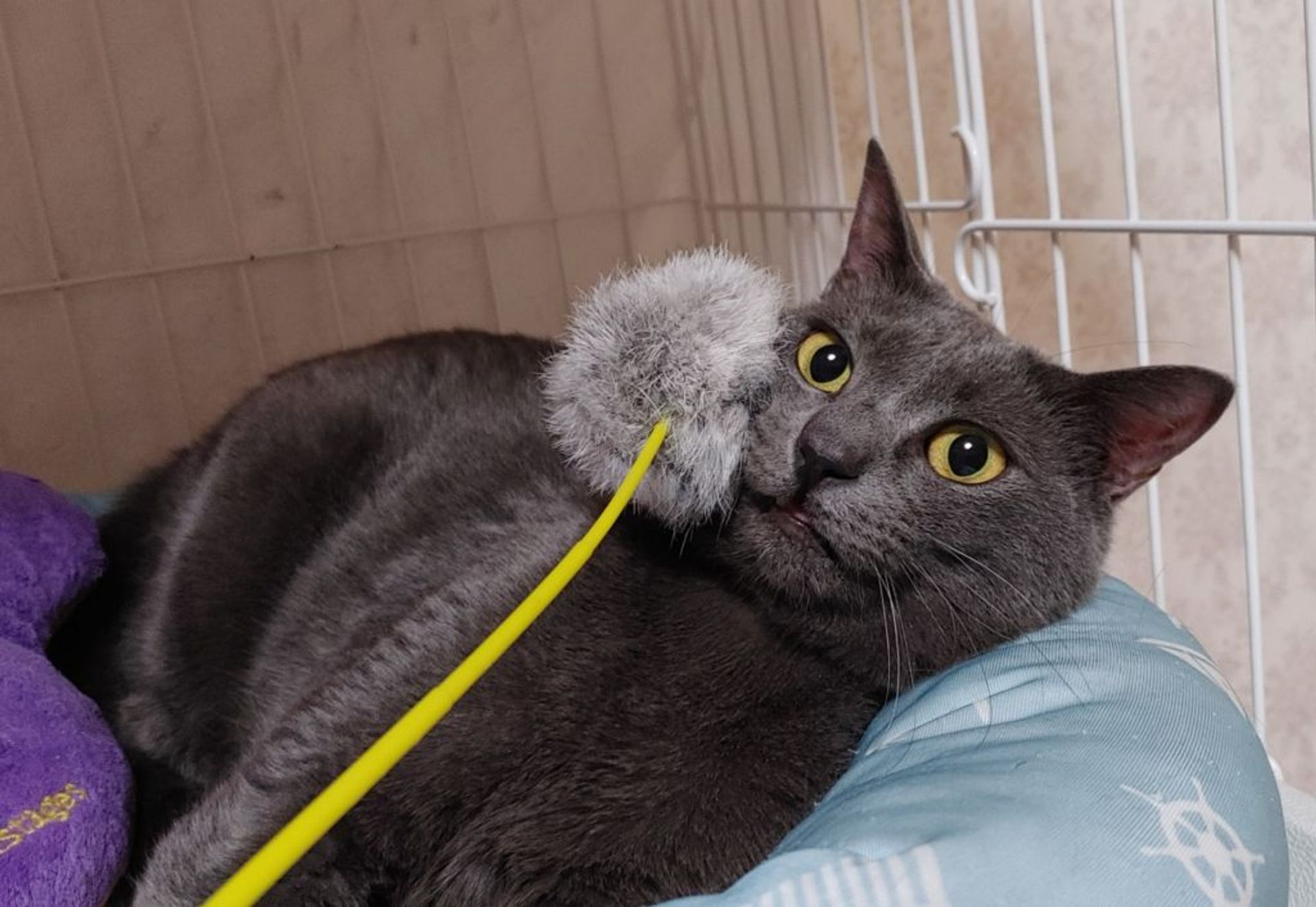 雑種（ミックス猫）・メスの里親募集の写真