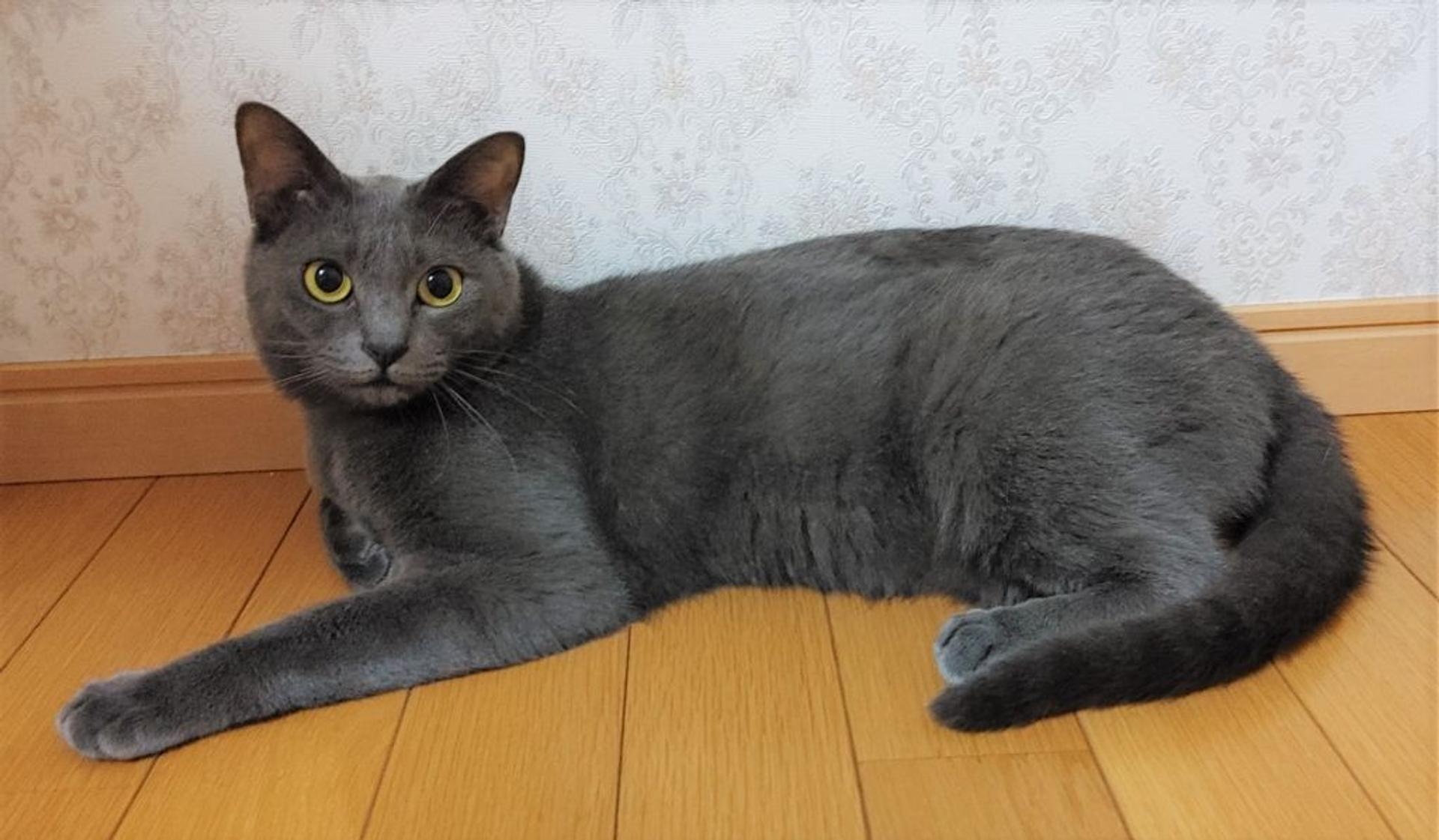 pet-image-3