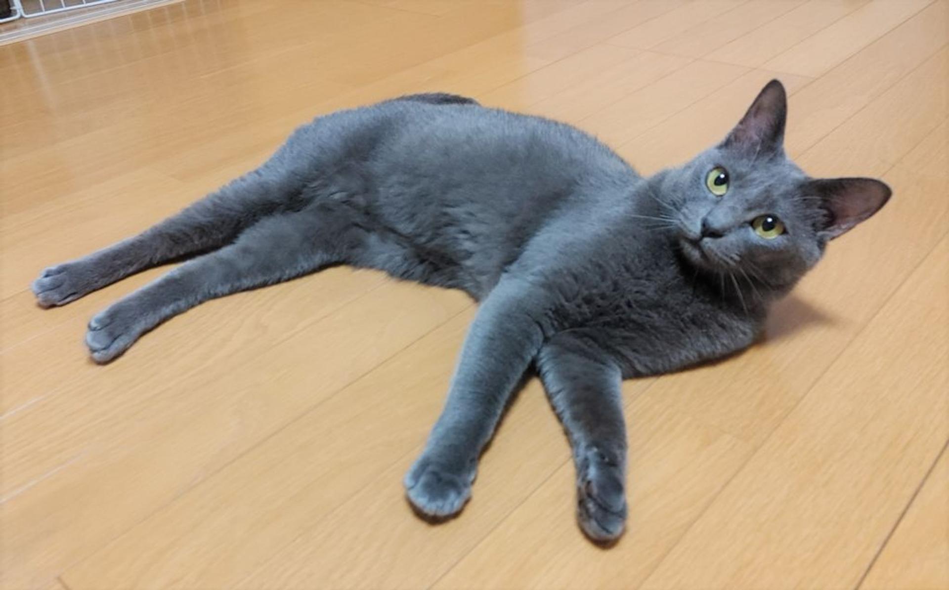 pet-image-5