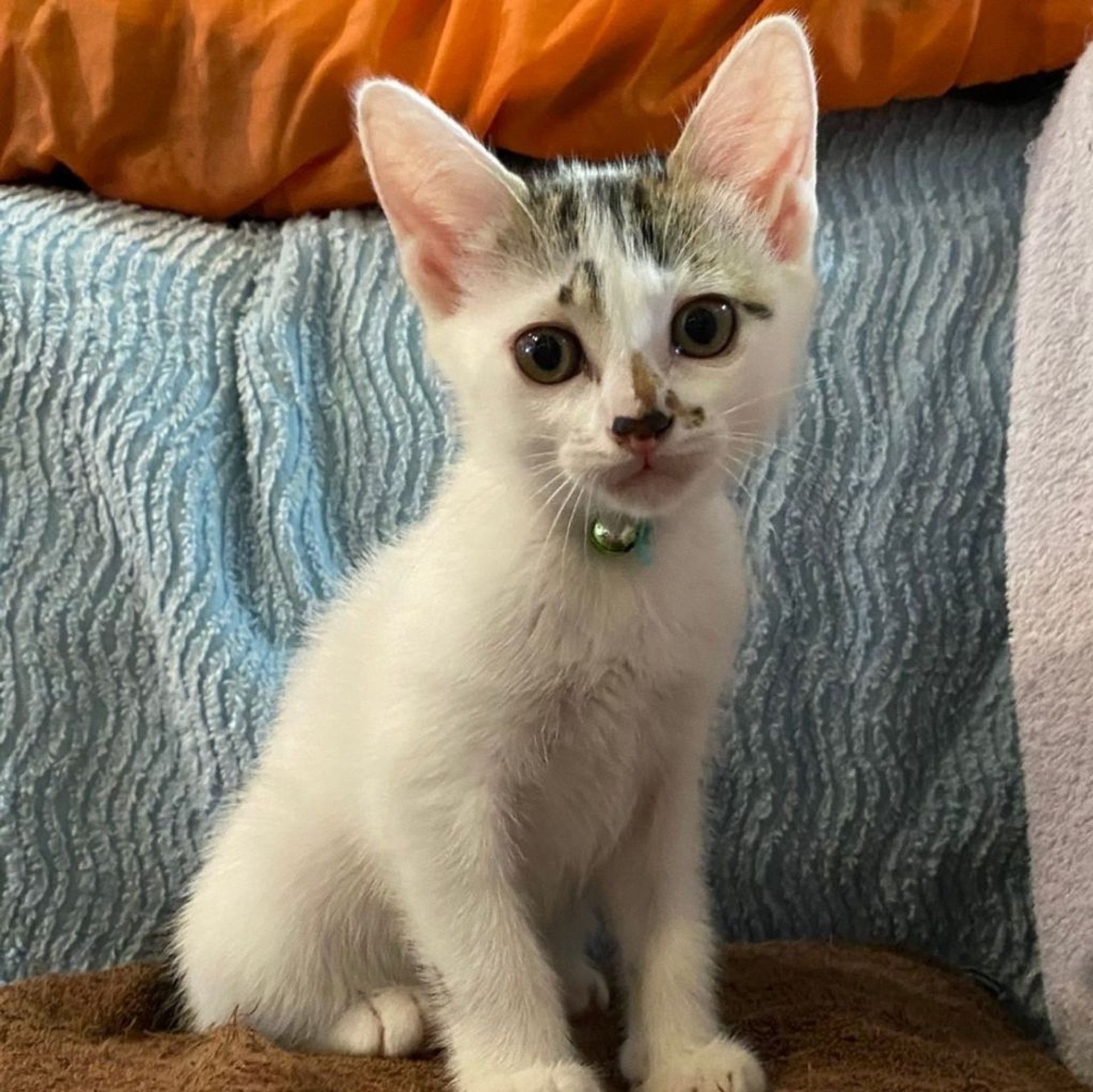 雑種（ミックス猫）・メスの里親募集の写真