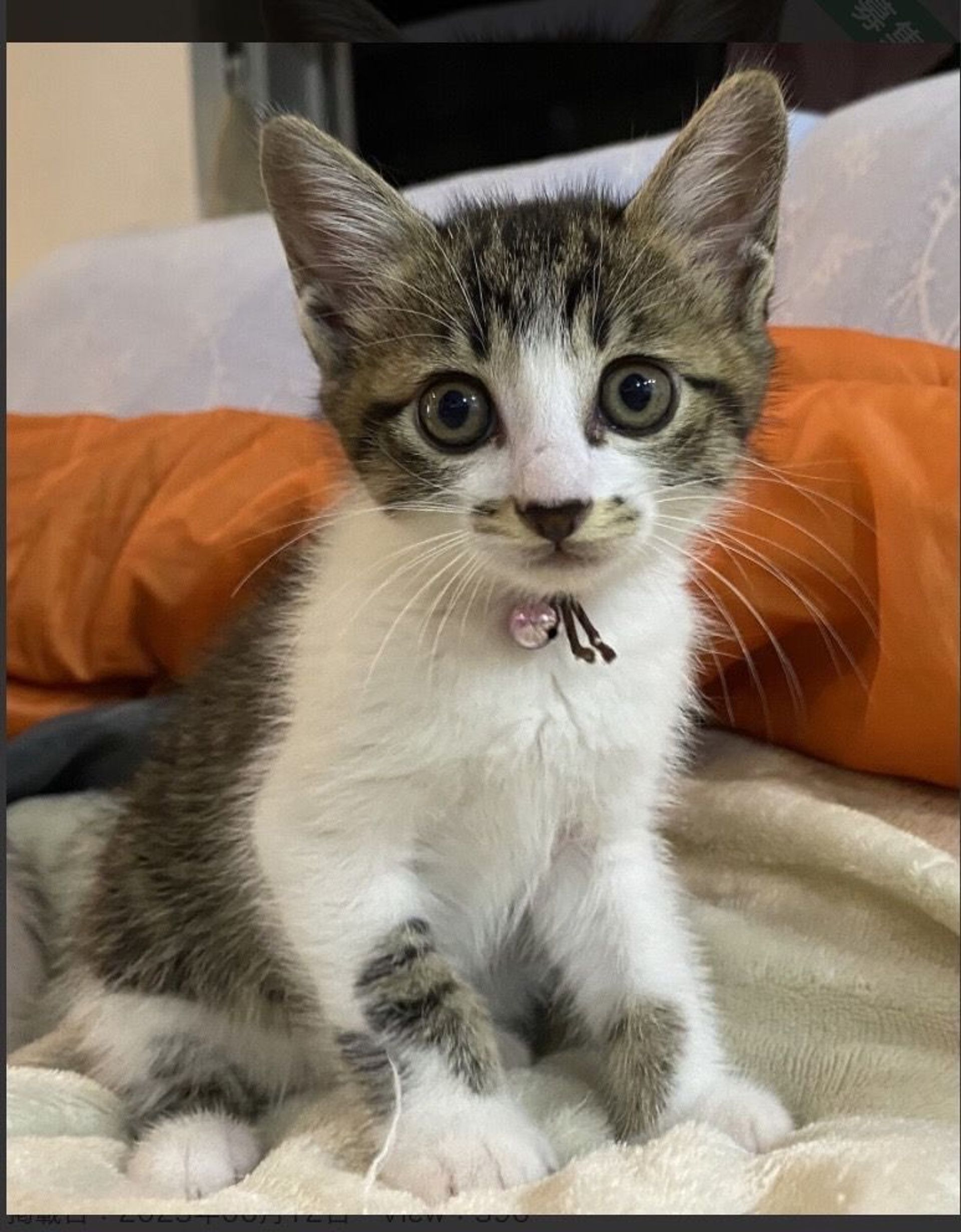 雑種（ミックス猫）・メスの里親募集の写真