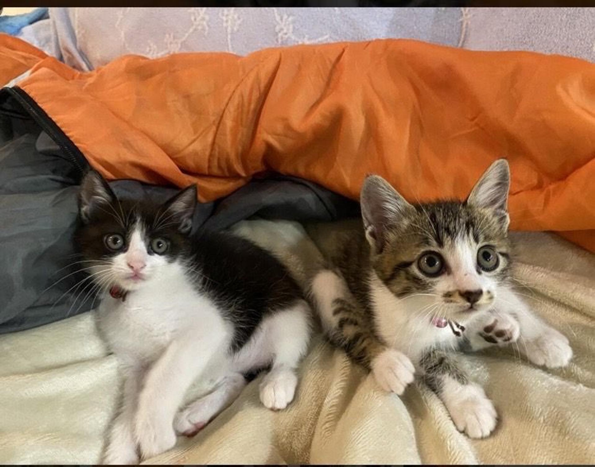 pet-image-5