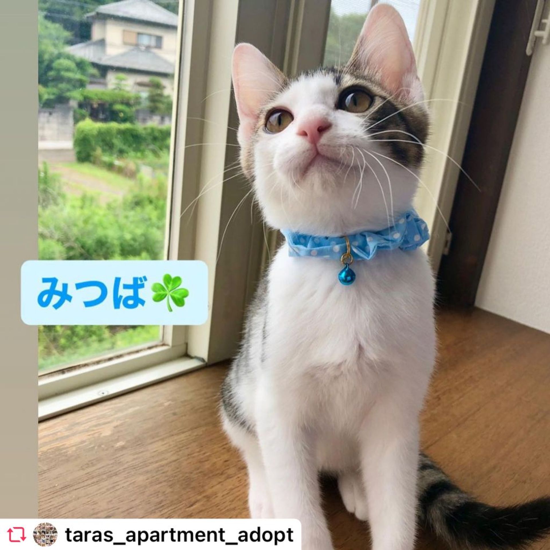 雑種（ミックス猫）・オスの里親募集の写真