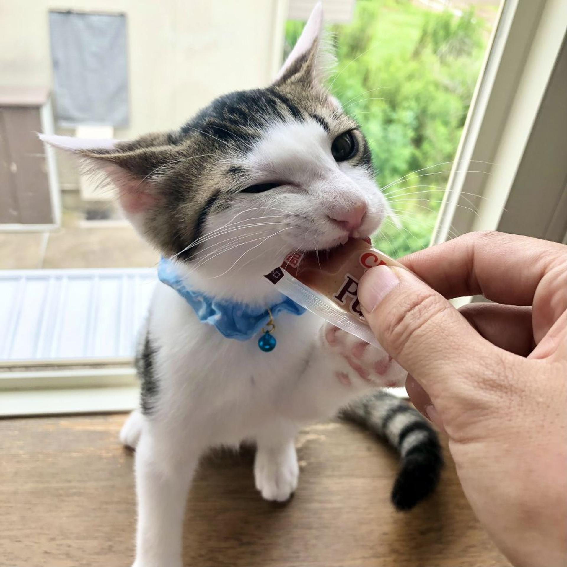 pet-image-3