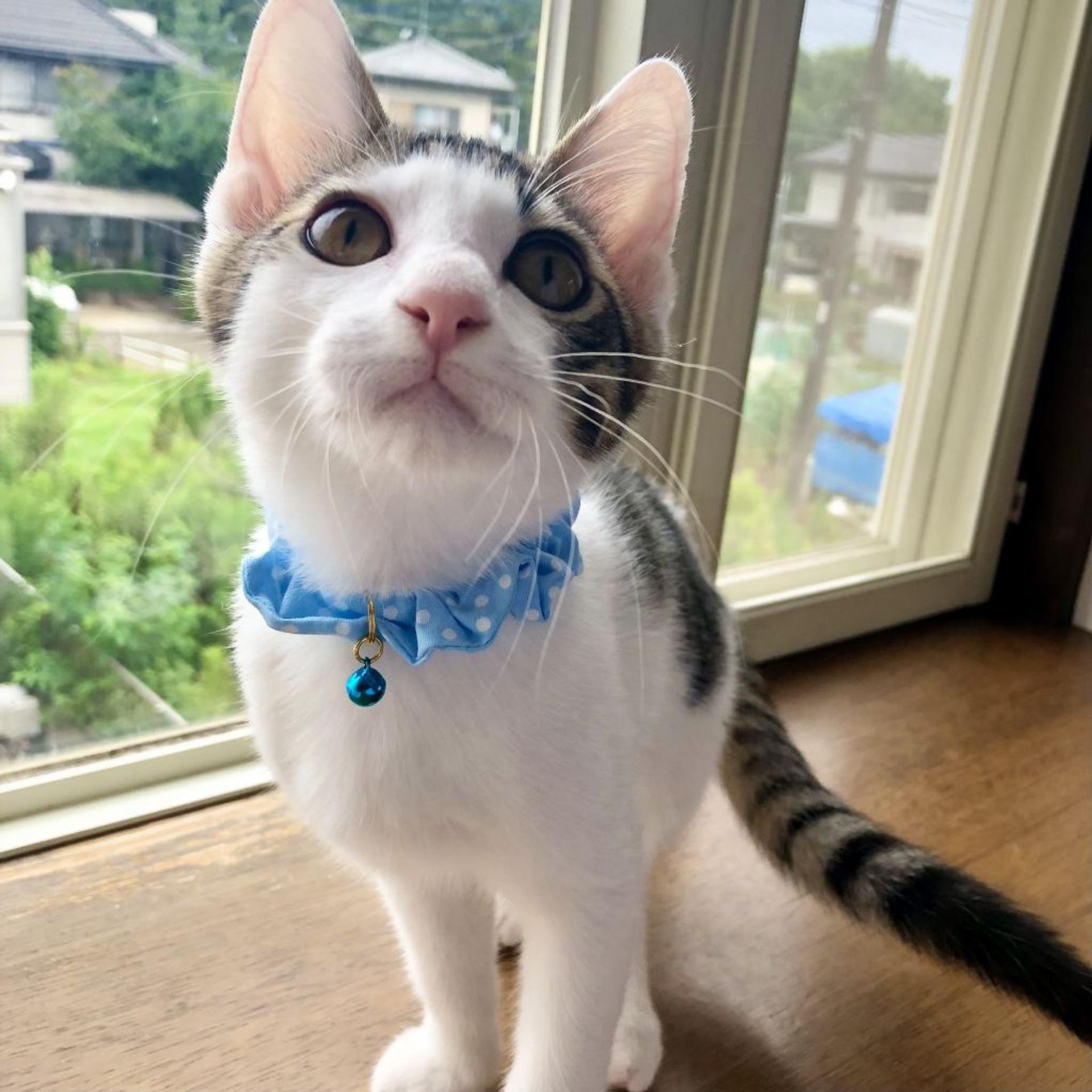 pet-image-4