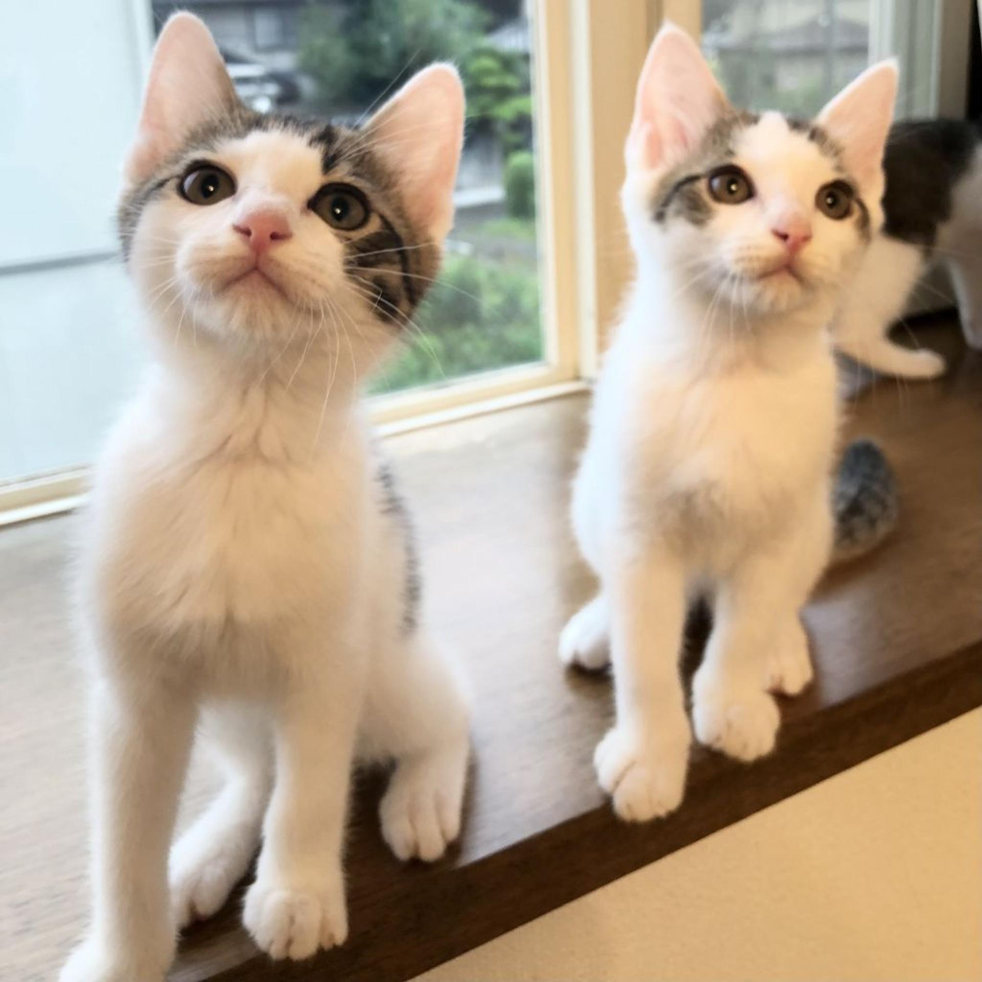 pet-image-8