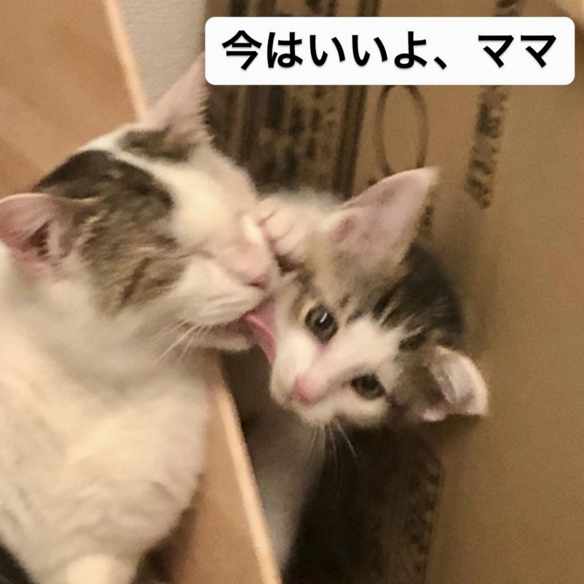 pet-image-10