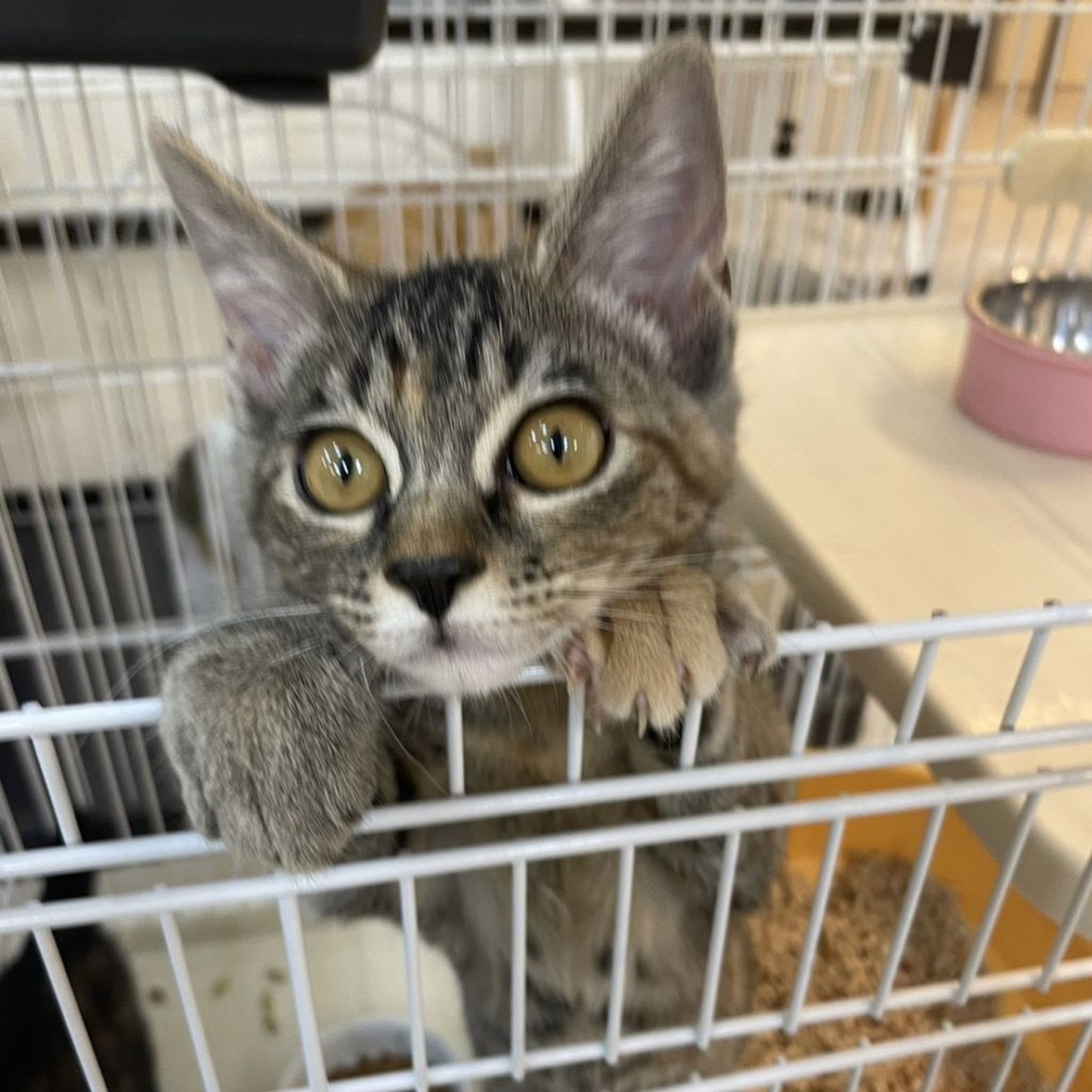 pet-image-2