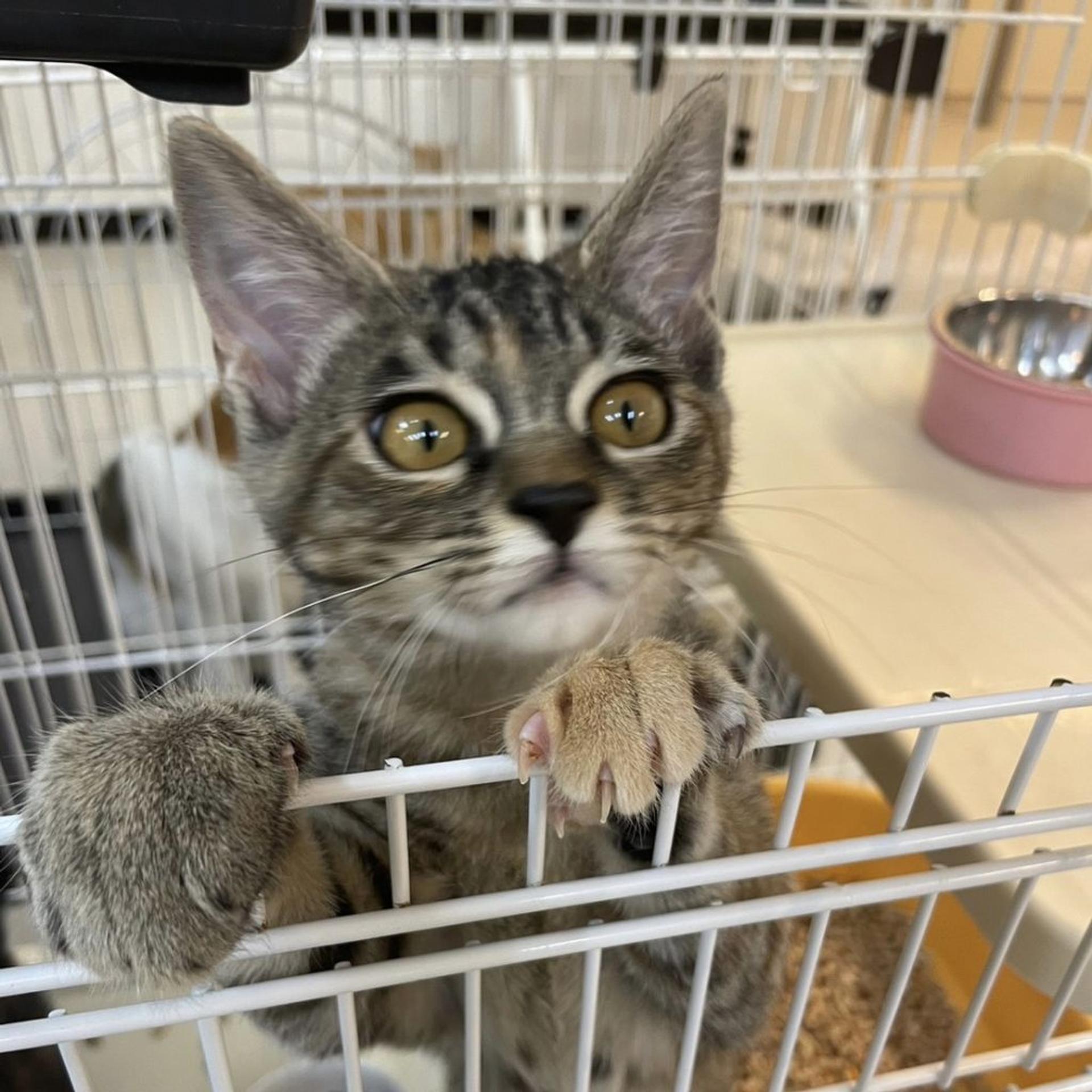 pet-image-5