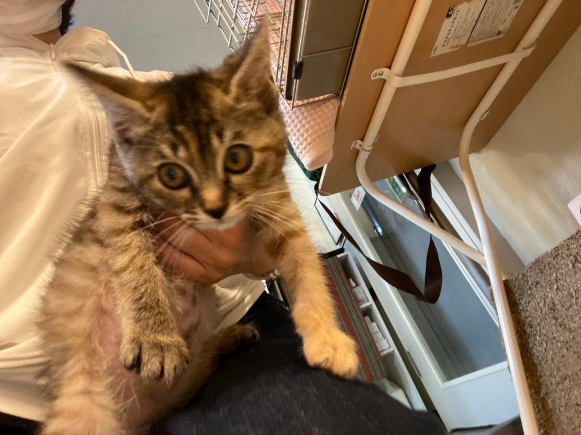 pet-image-8