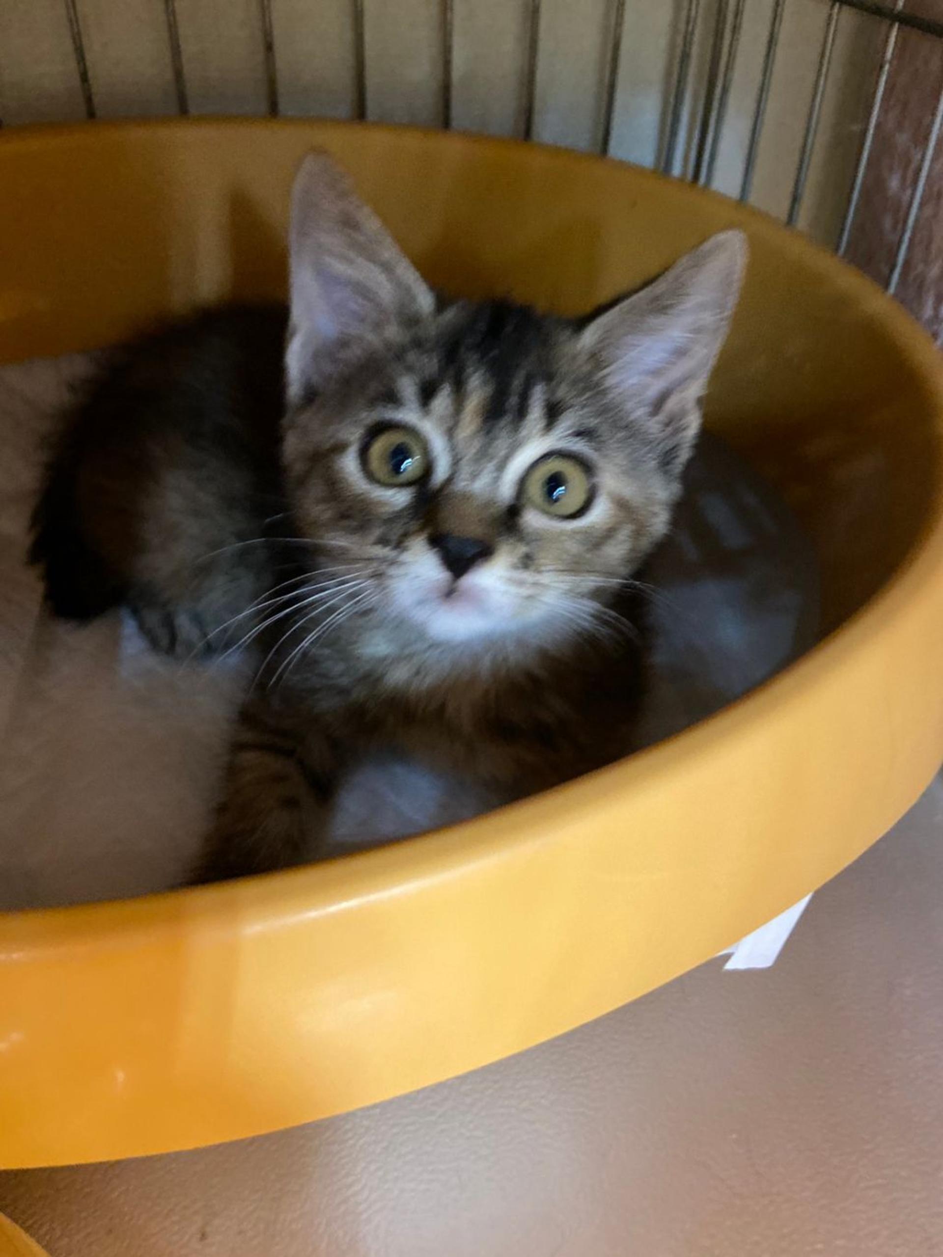 pet-image-9