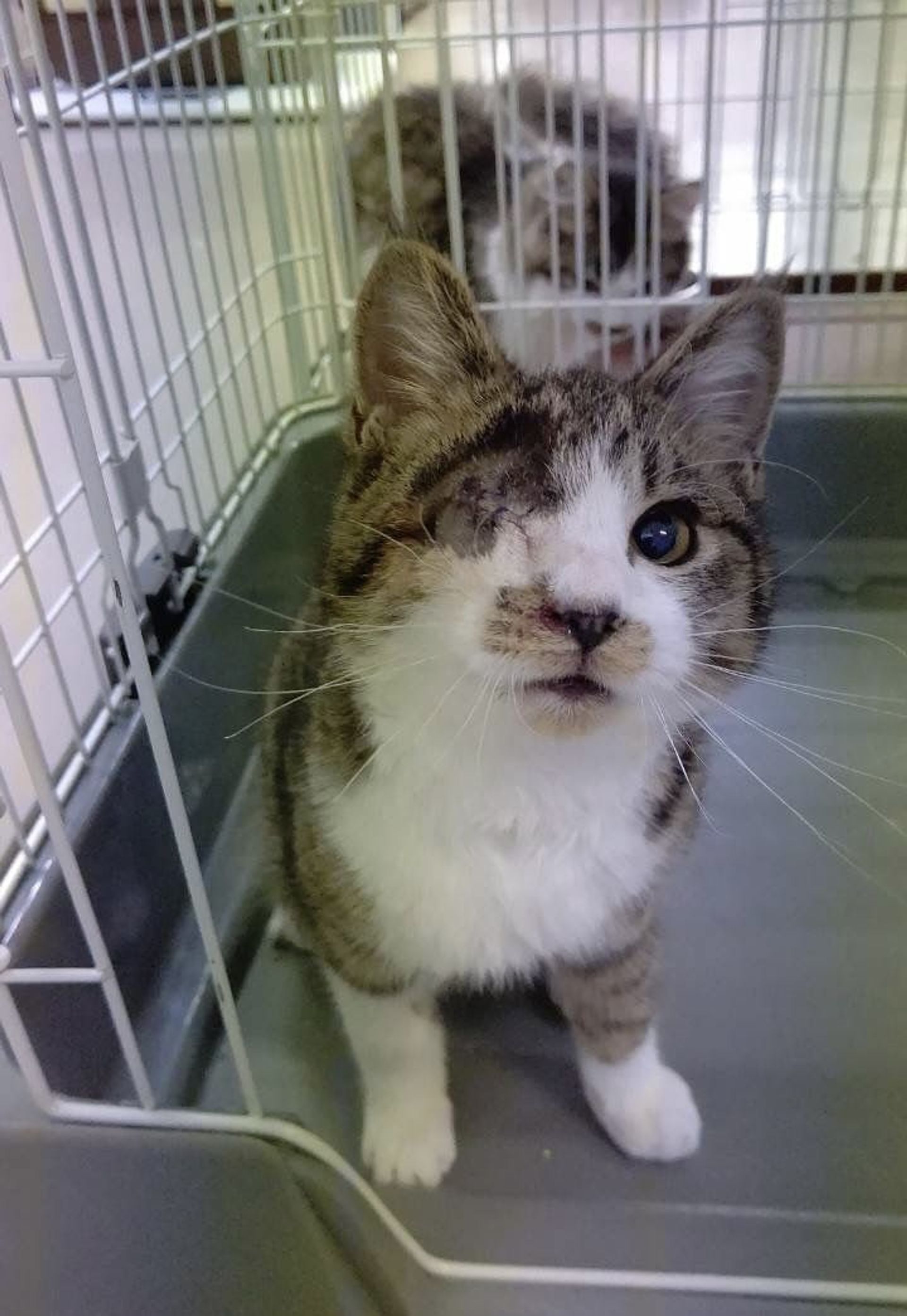 雑種（ミックス猫）・オスの里親募集の写真
