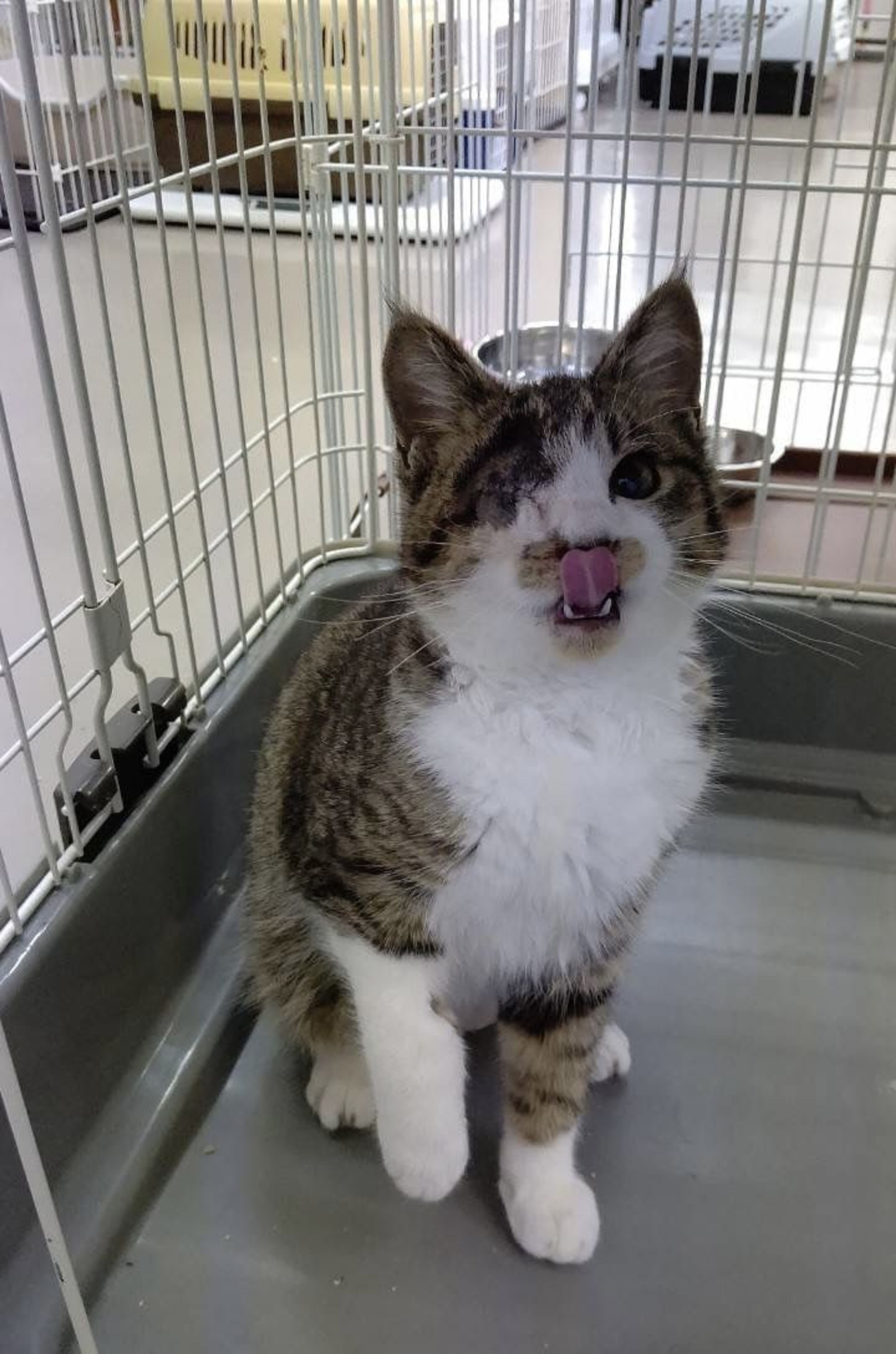 pet-image-3