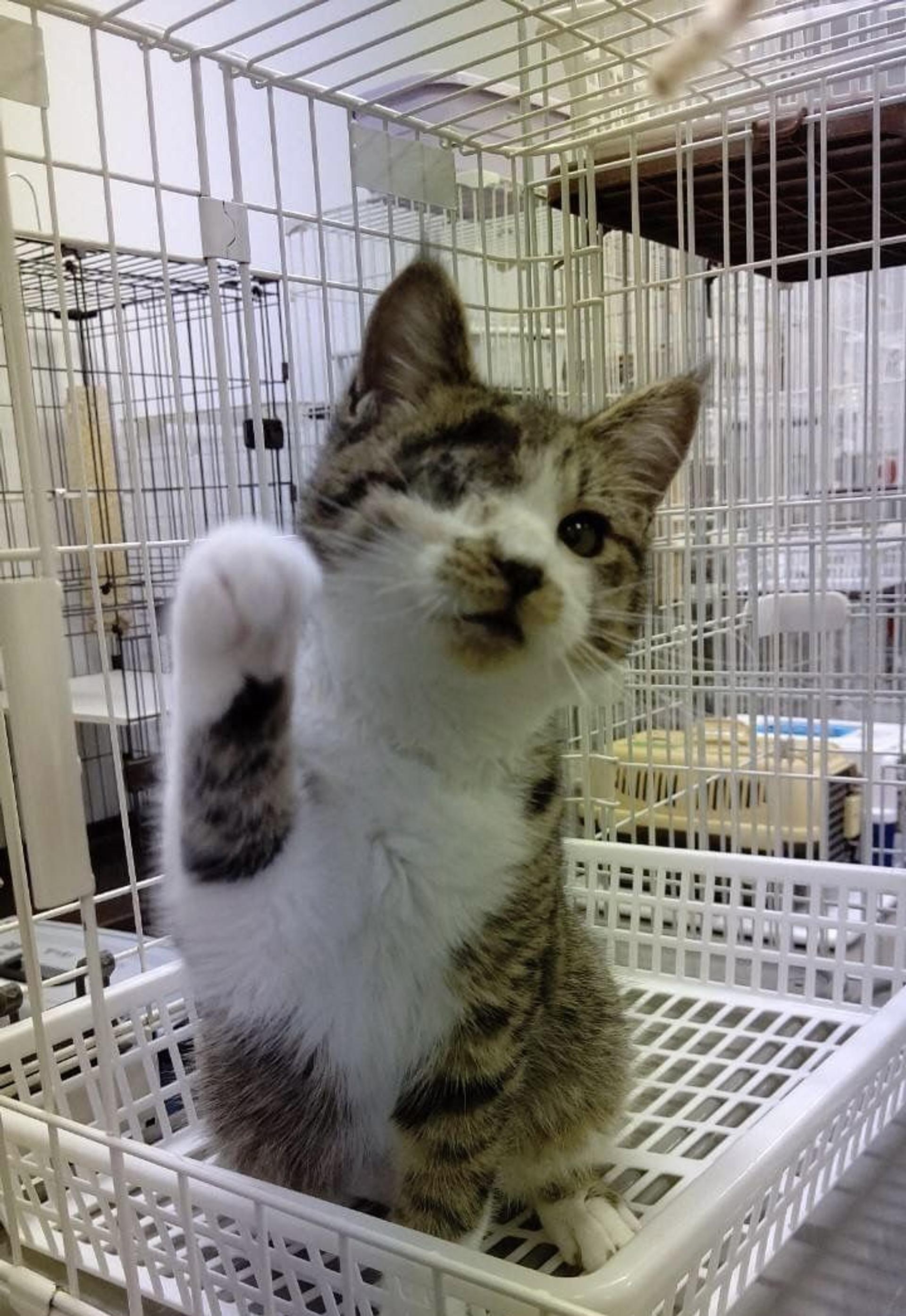 pet-image-4