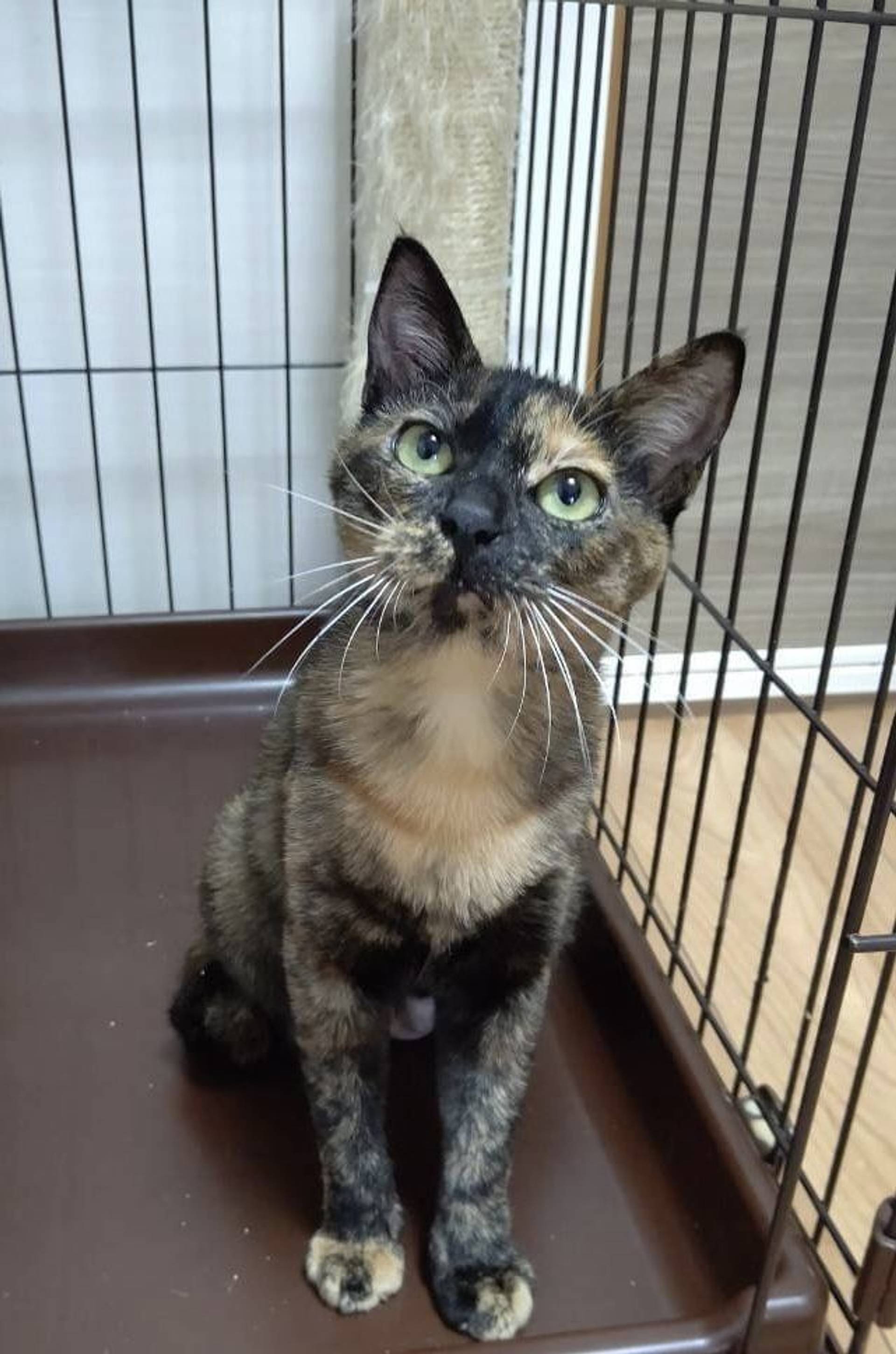 雑種（ミックス猫）・メスの里親募集の写真