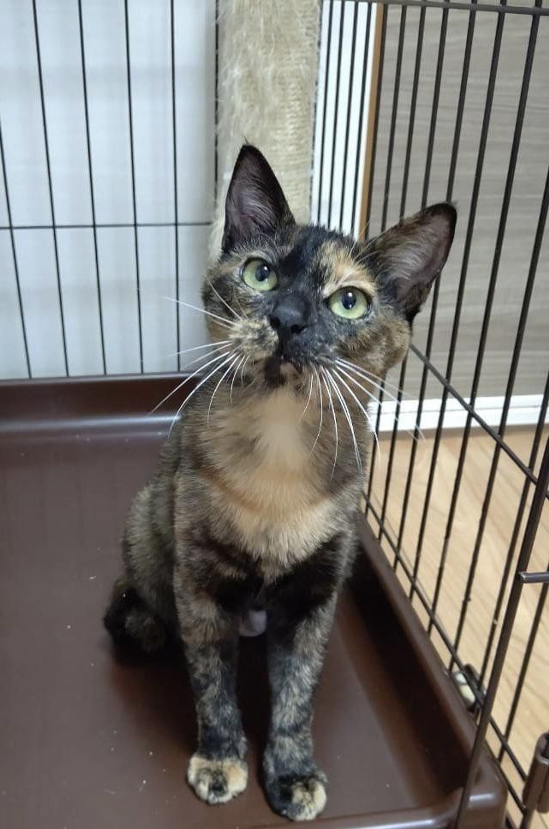 雑種（ミックス猫）・メスの里親募集の写真