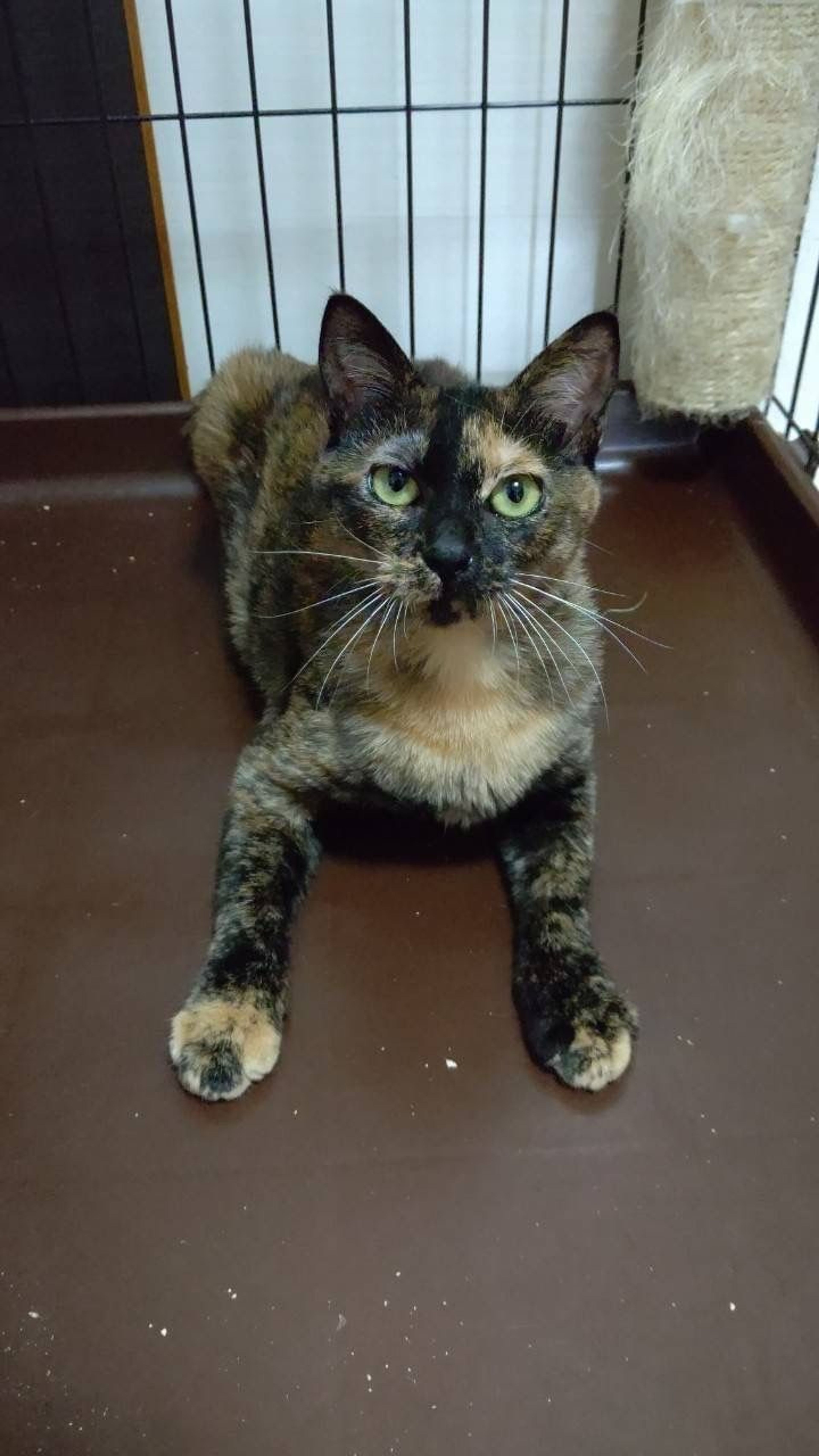 pet-image-6