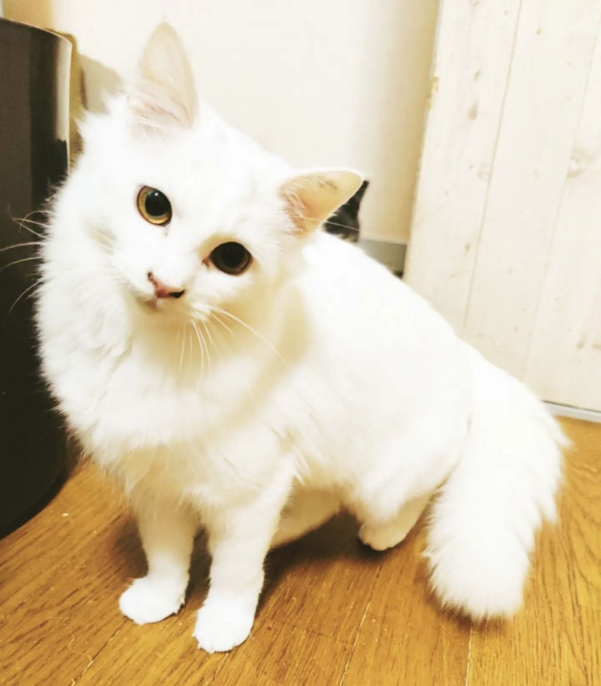 雑種（ミックス猫）・メスの里親募集の写真
