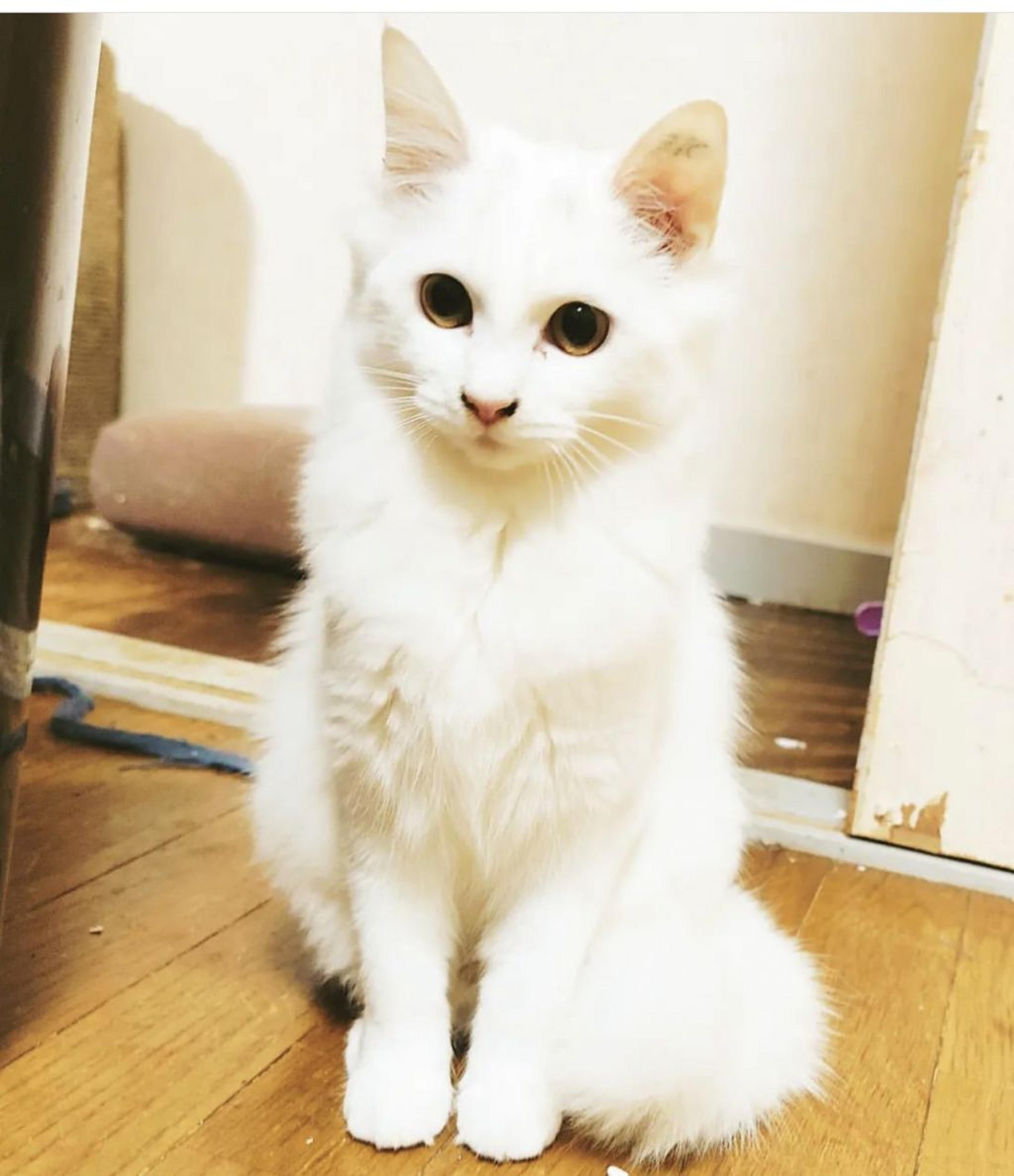 pet-image-3