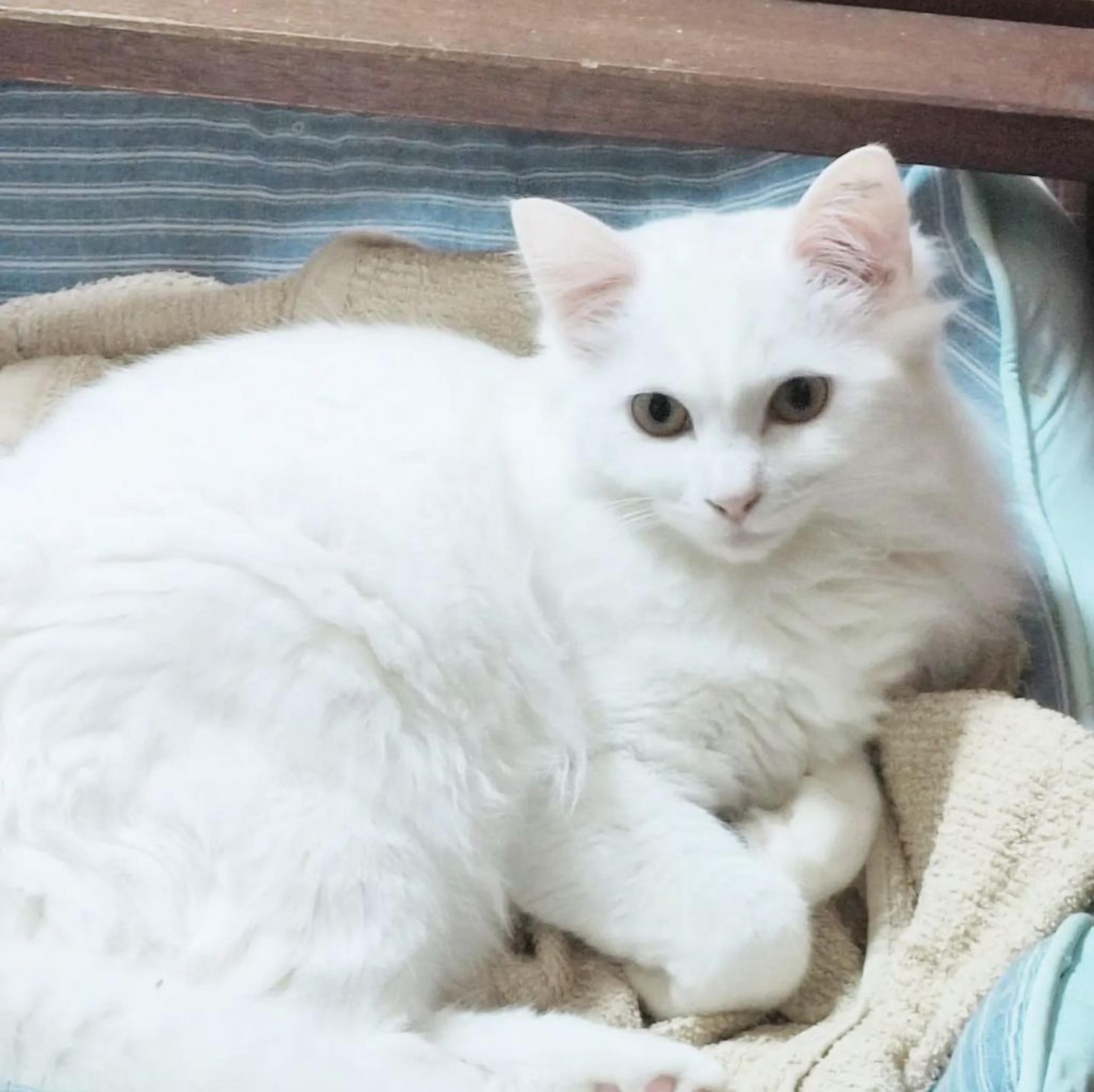 pet-image-4