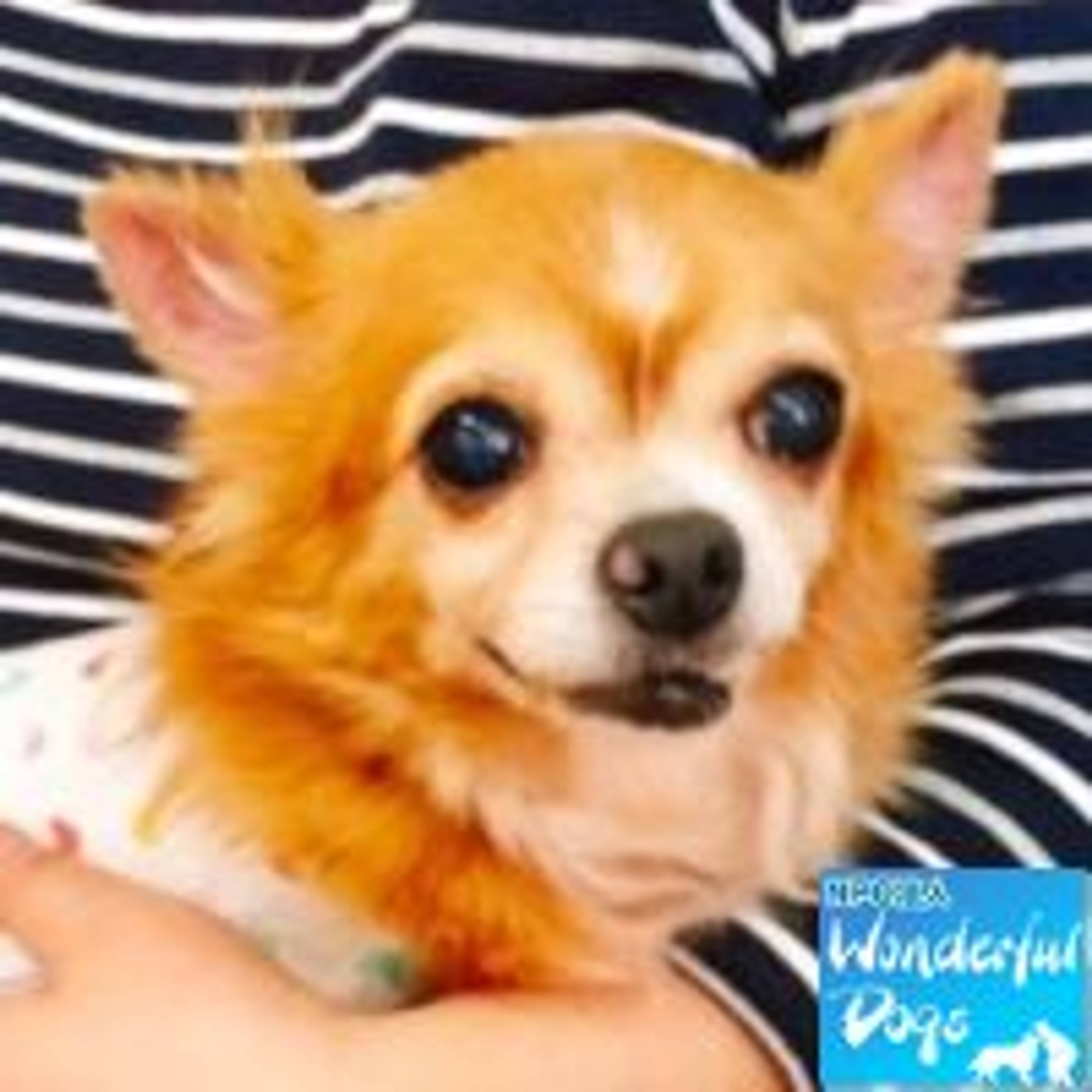 チワワ・メスの里親募集の写真