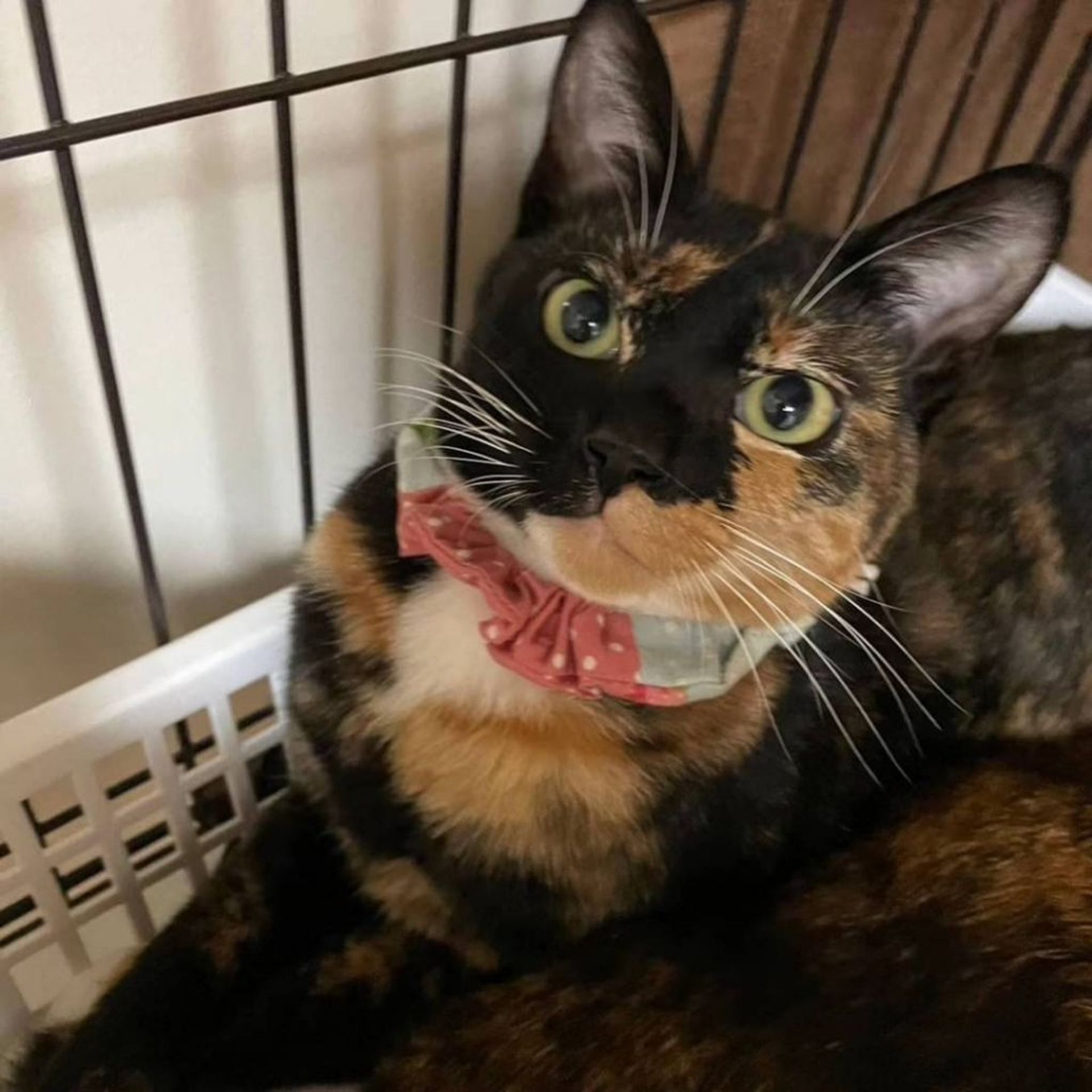 雑種（ミックス猫）・メスの里親募集の写真