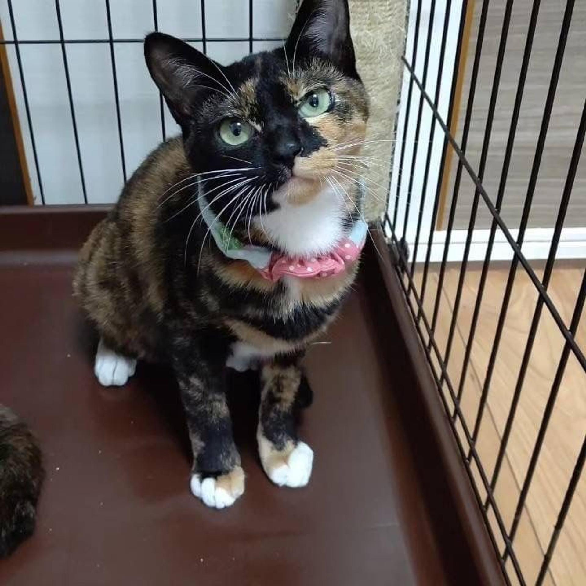 pet-image-2