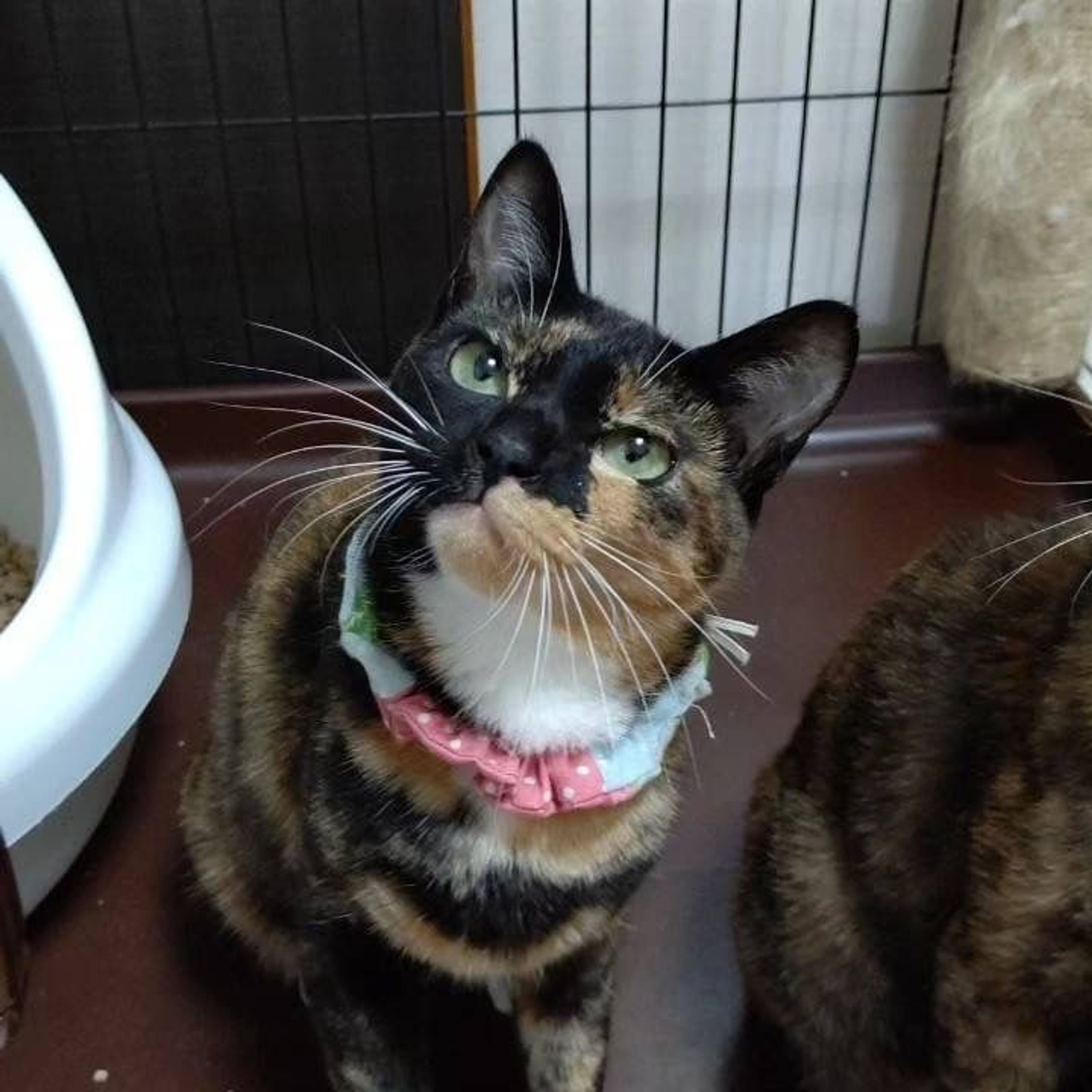 pet-image-3