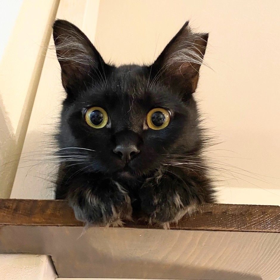 半長毛の黒猫男子☆らんまる | 雑種(ミックス猫) | NPO法人け 半長毛の黒猫男子☆らんまる | 雑種(ミックス猫) | NPO法人け