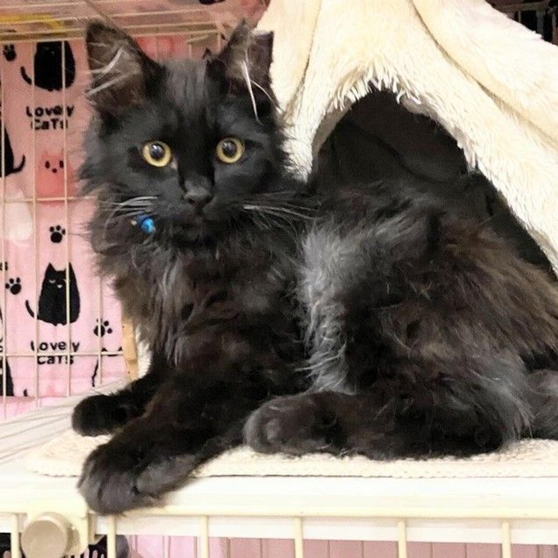 pet-image-3