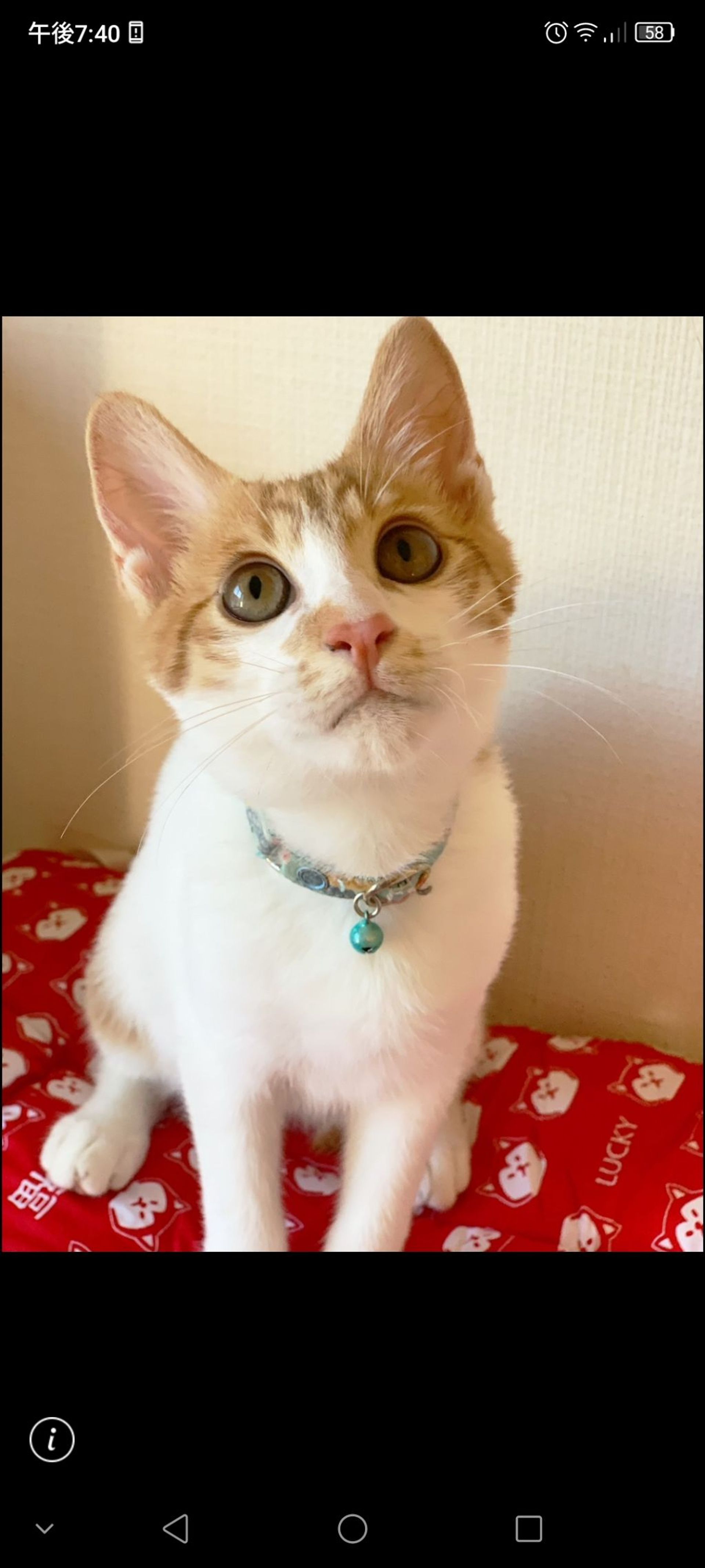 雑種（ミックス猫）・オスの里親募集の写真