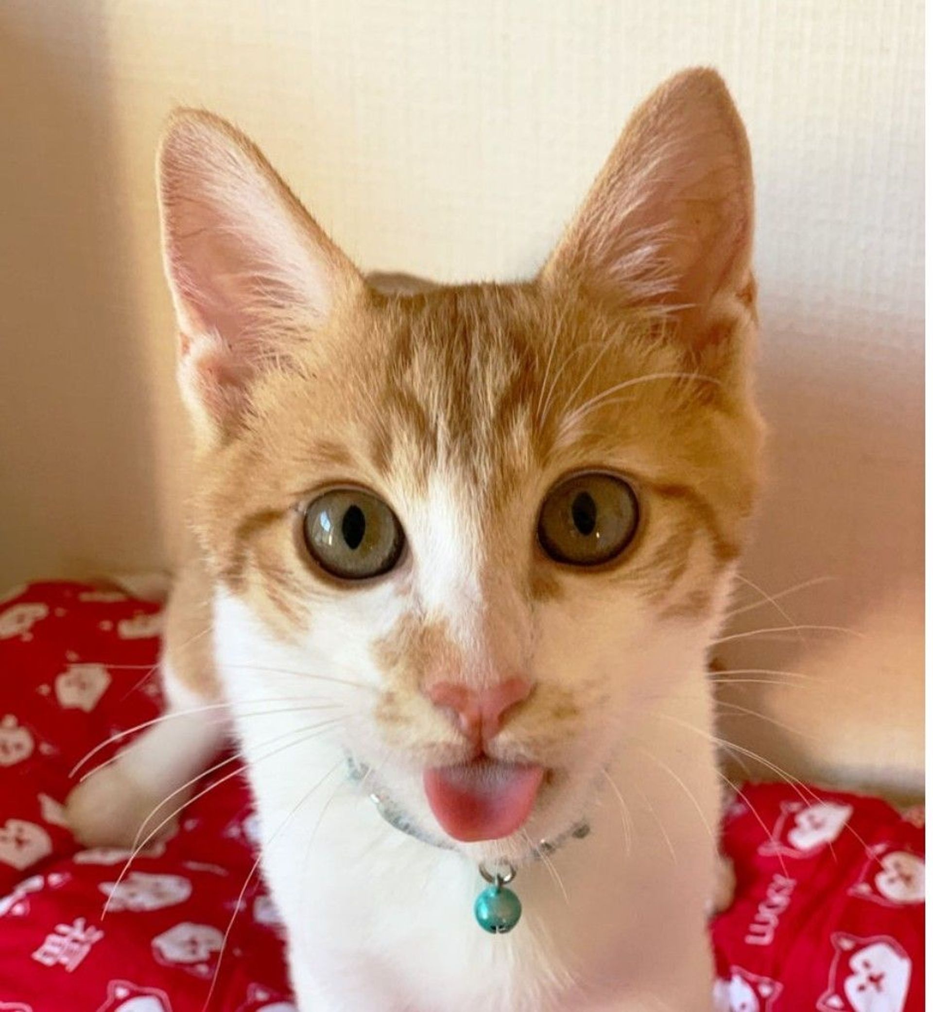 雑種（ミックス猫）・オスの里親募集の写真