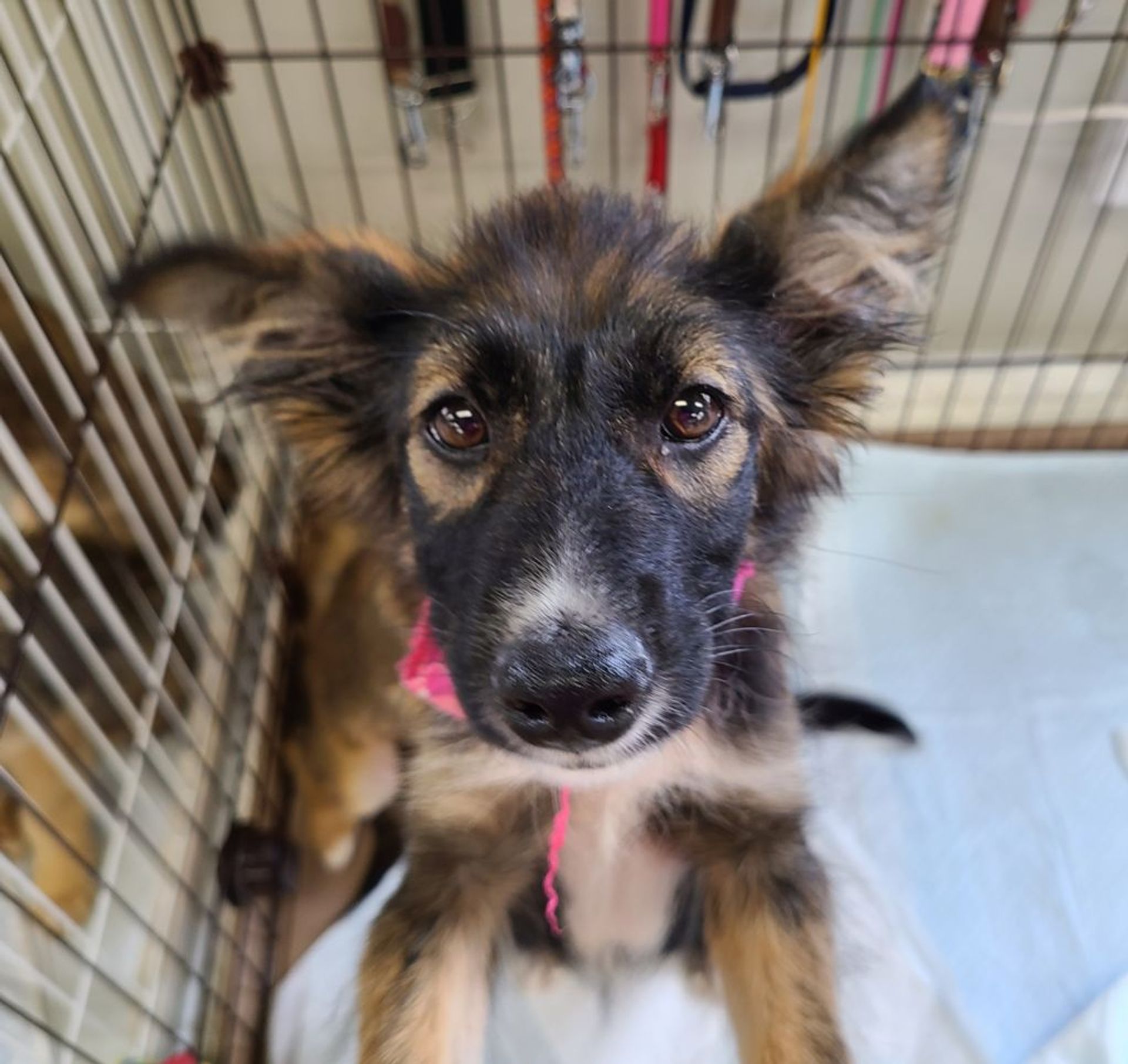 雑種（ミックス犬）・メスの里親募集の写真