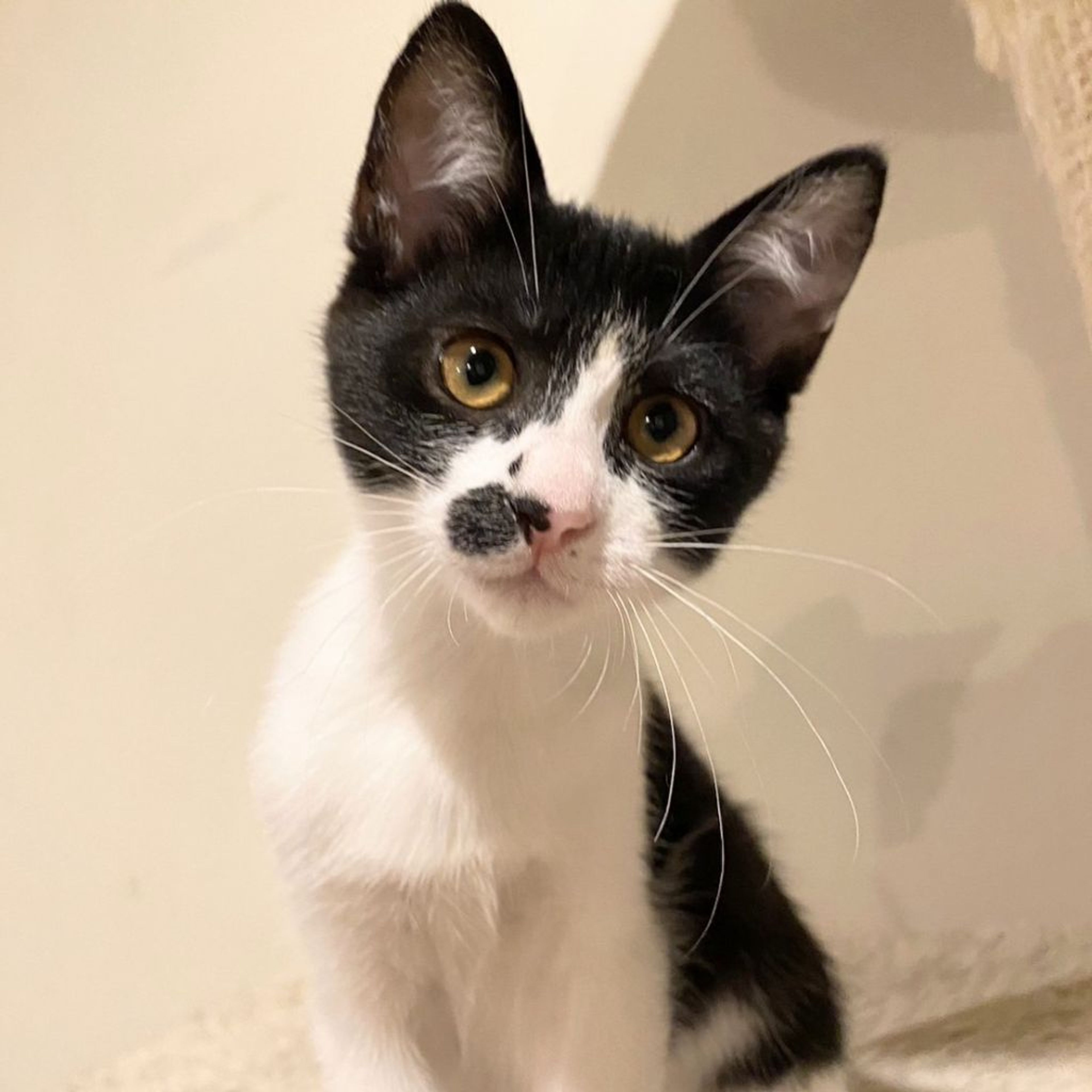 雑種（ミックス猫）・メスの里親募集の写真