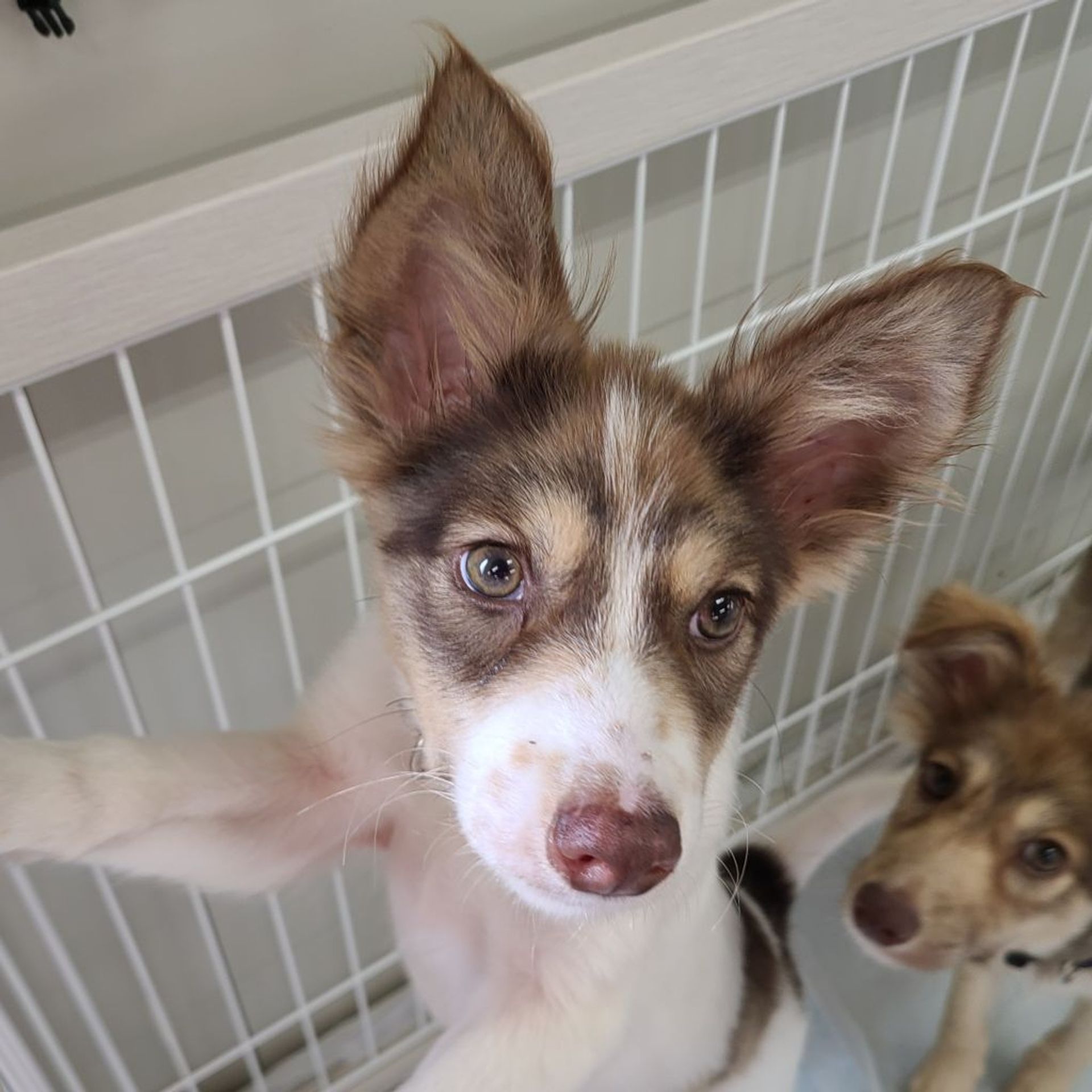 雑種（ミックス犬）・オスの里親募集の写真