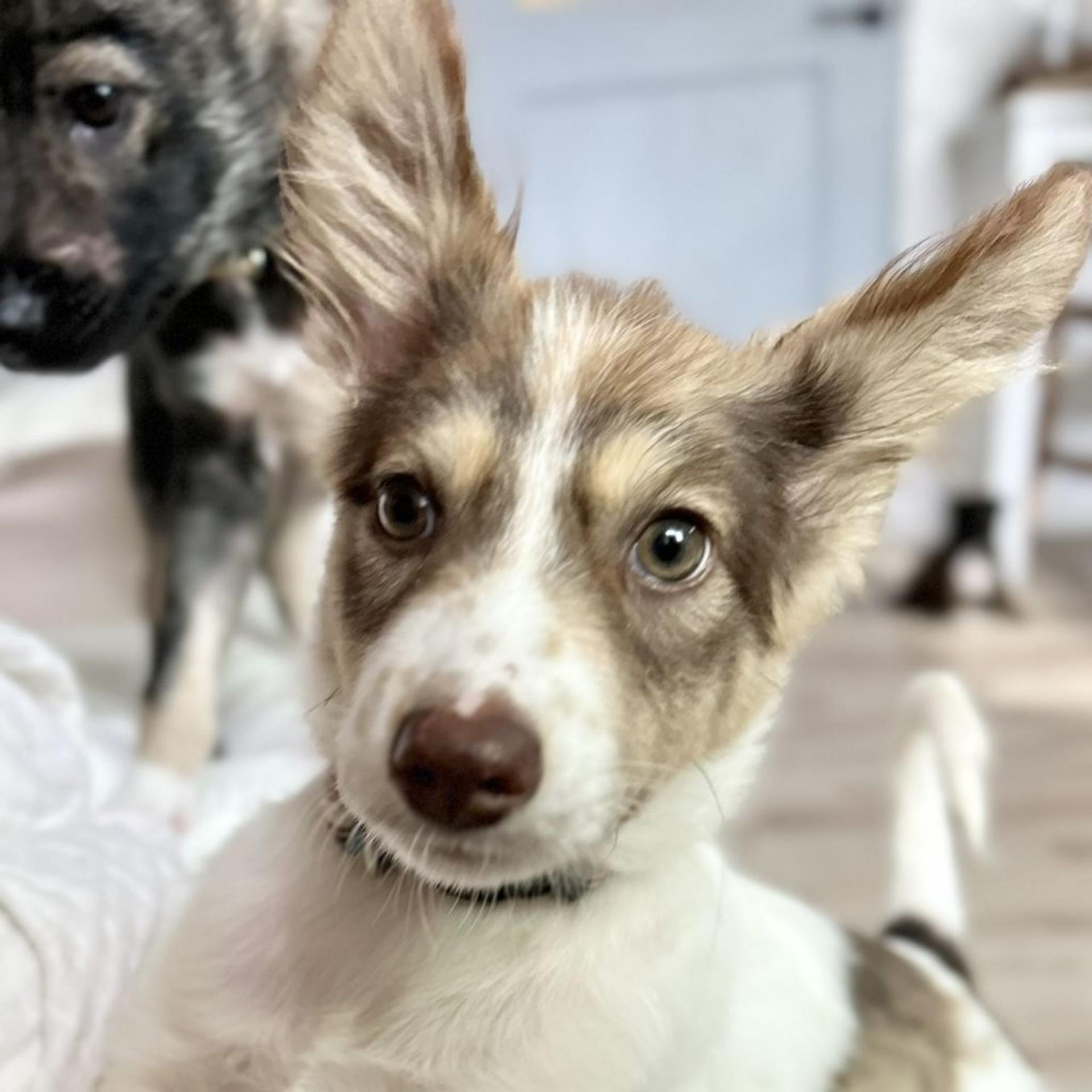 pet-image-2