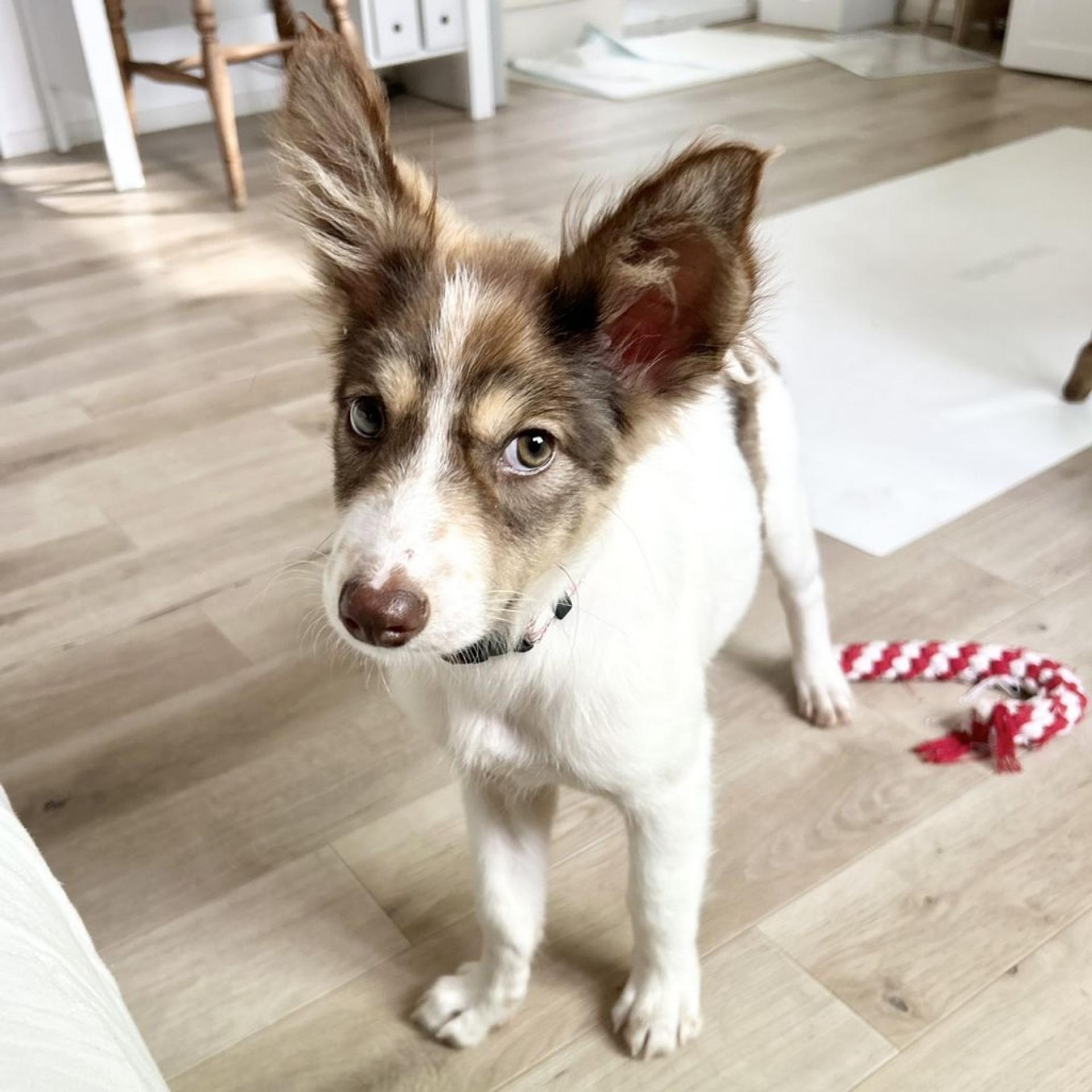pet-image-4