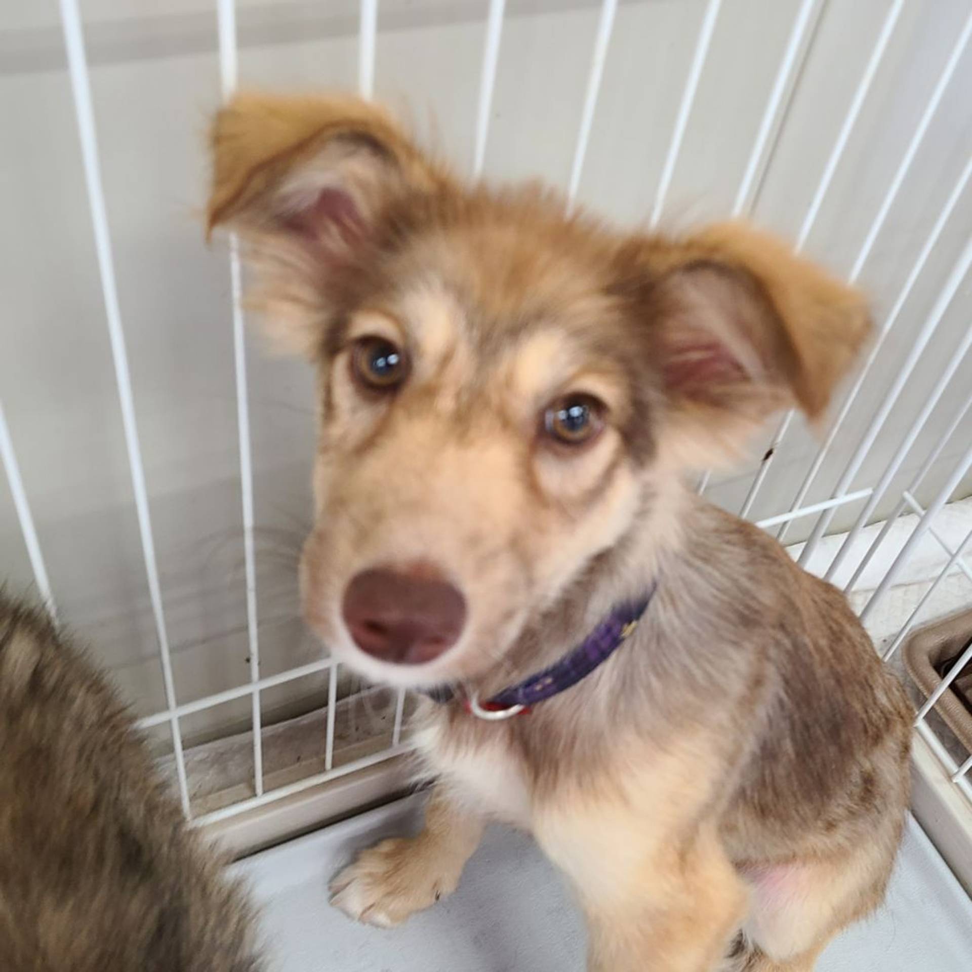 雑種（ミックス犬）・オスの里親募集の写真