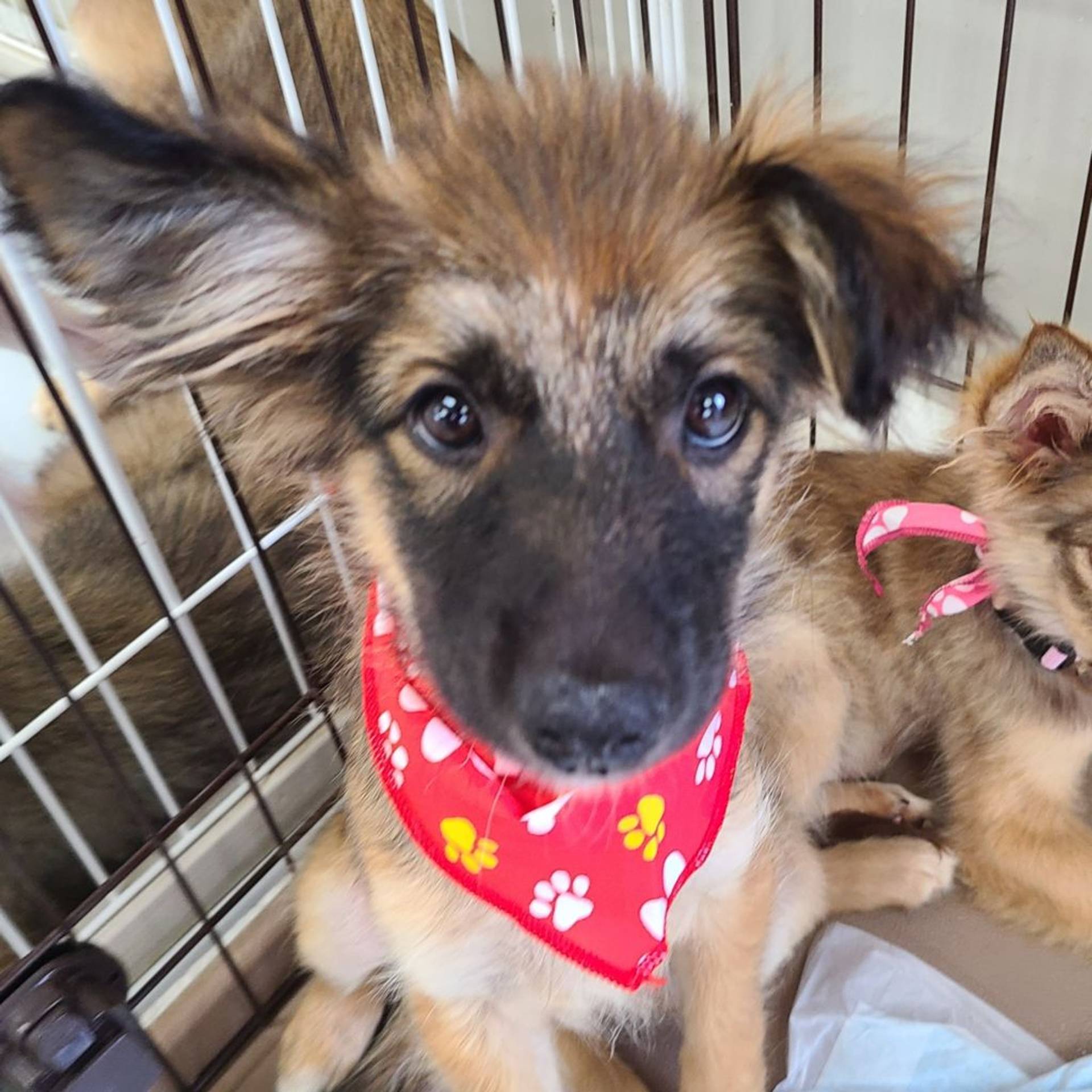 雑種（ミックス犬）・メスの里親募集の写真