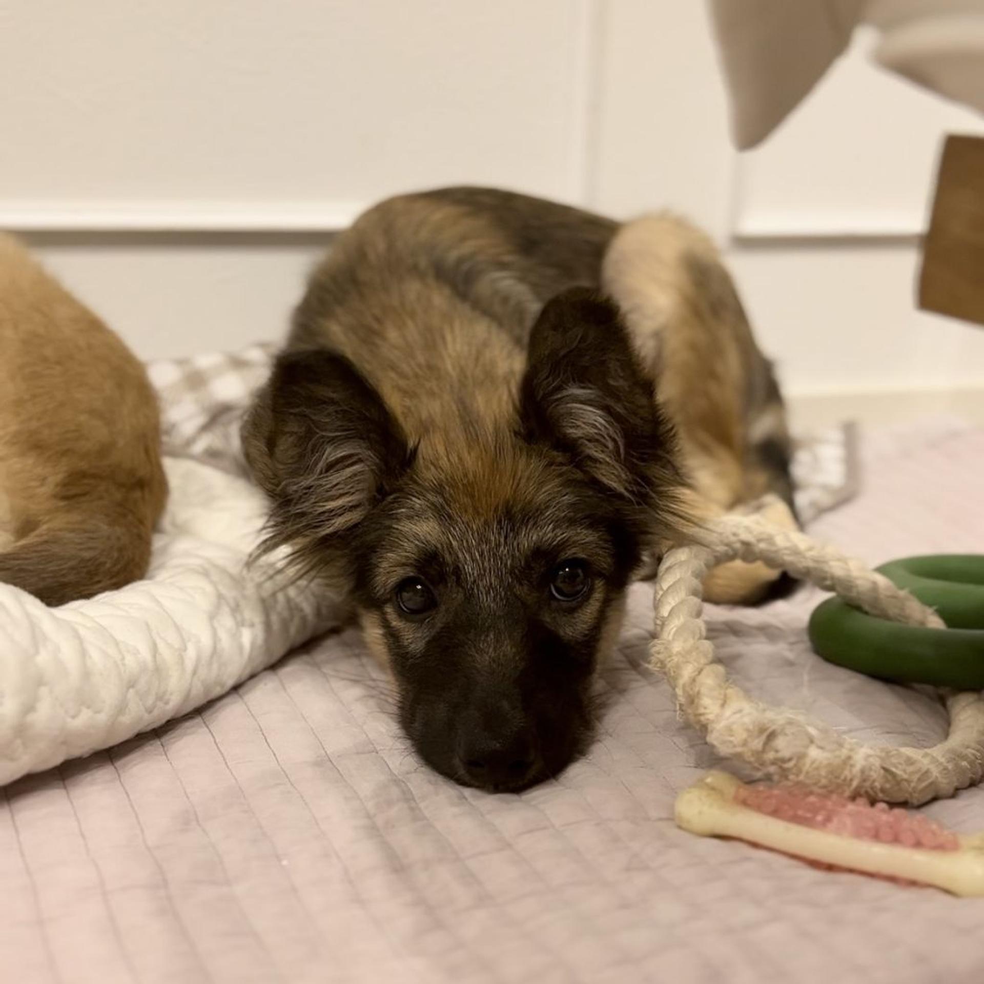 pet-image-3