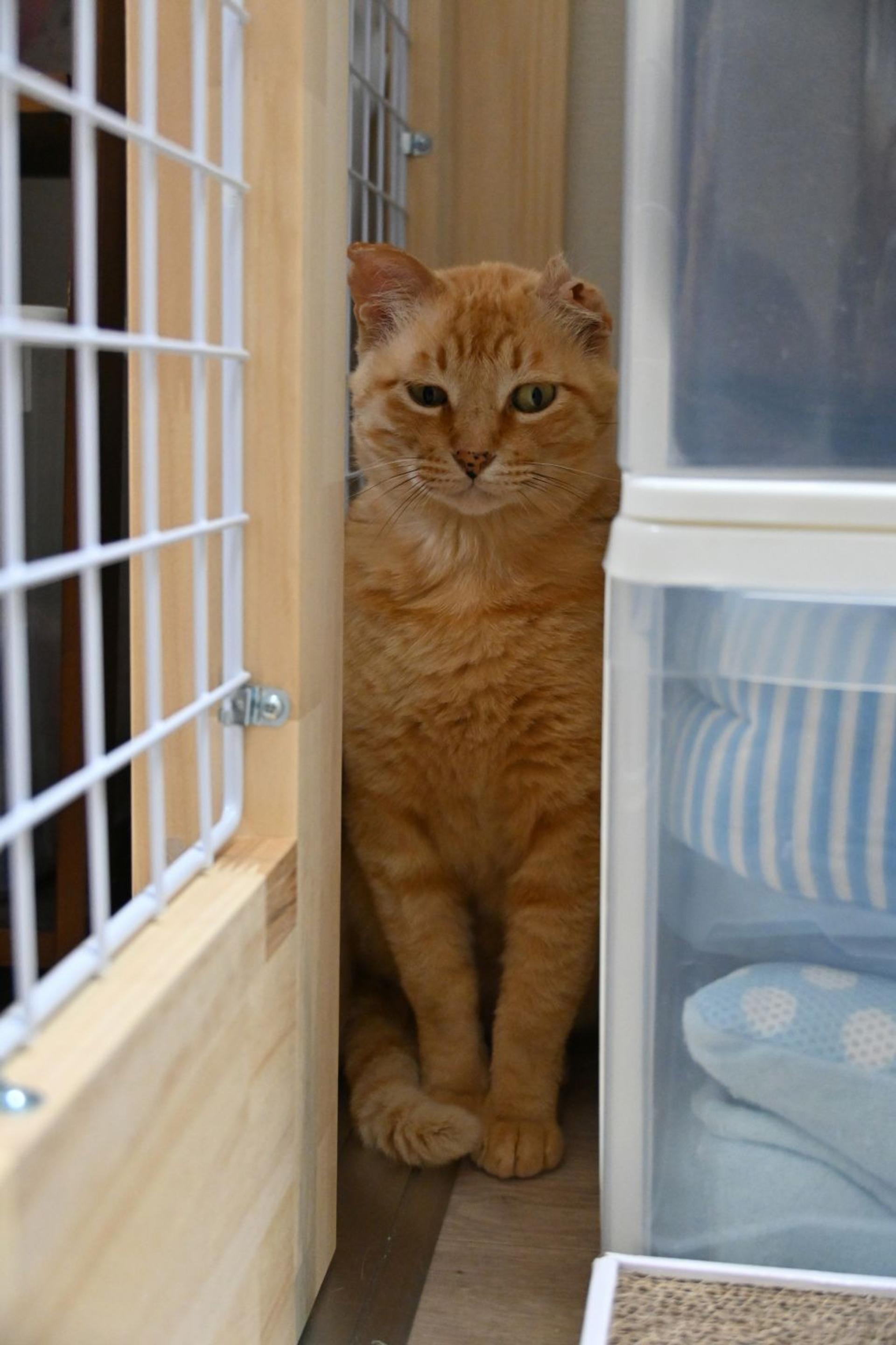 pet-image-5