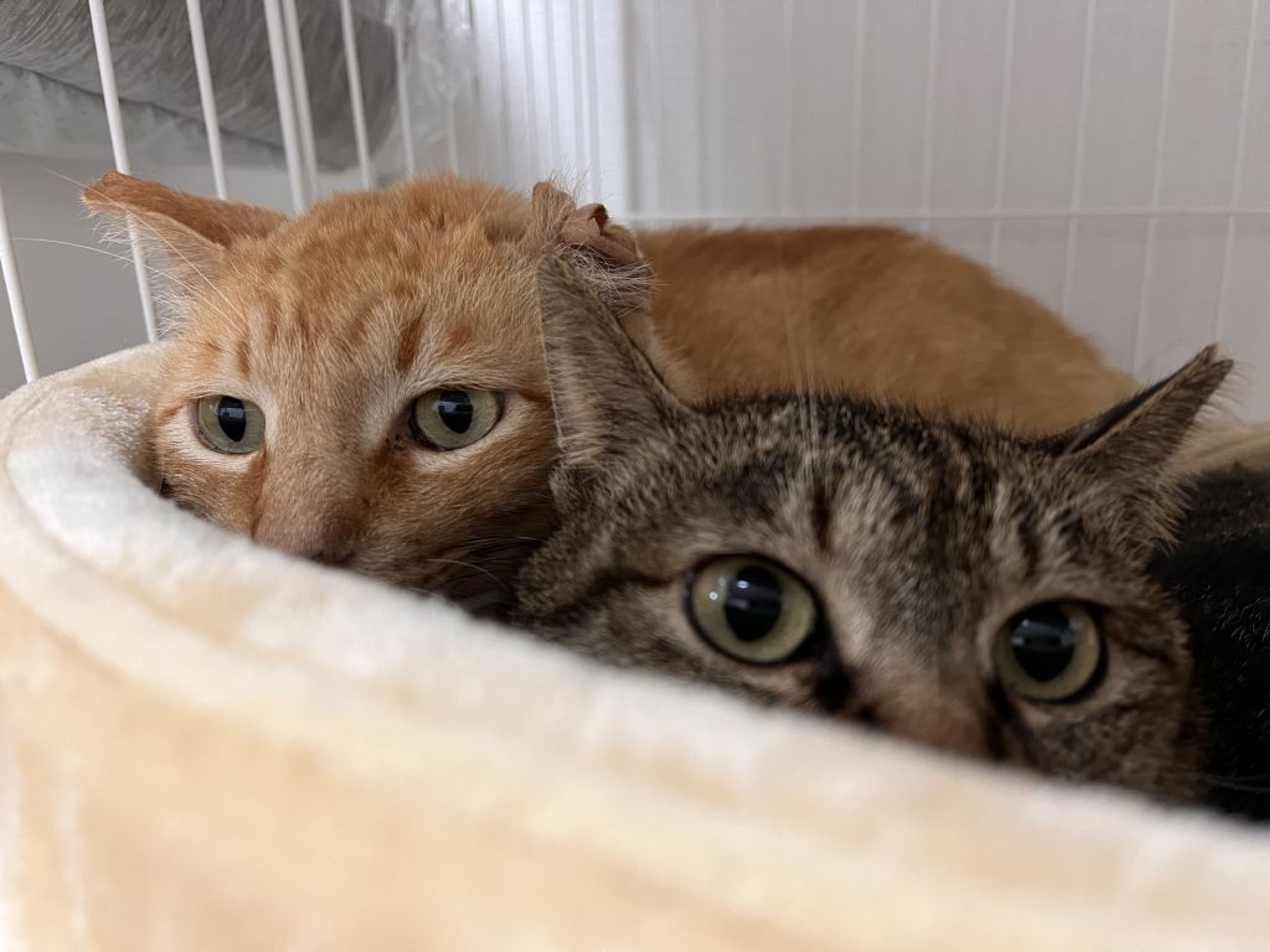 pet-image-7