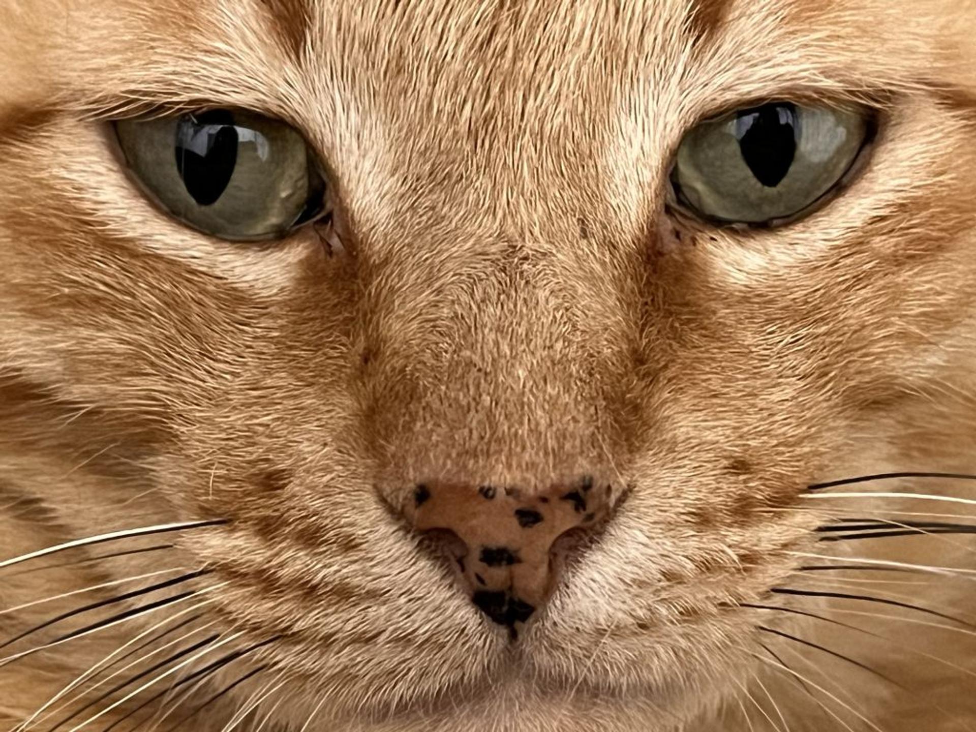 pet-image-8